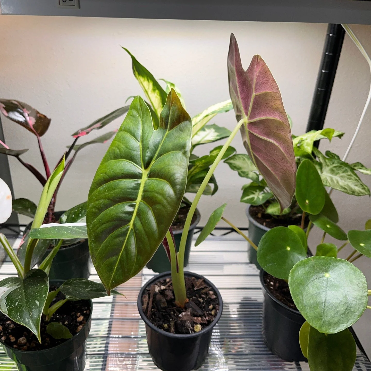 🌿I hear you all asking for it, that's right! PLANT SALE! Right now through the weekend all plants 25% off, through the website. We have a great selection of 4", 6" and 1 gallon plants. From Alocasias to Monsteras, Easier care plants like t