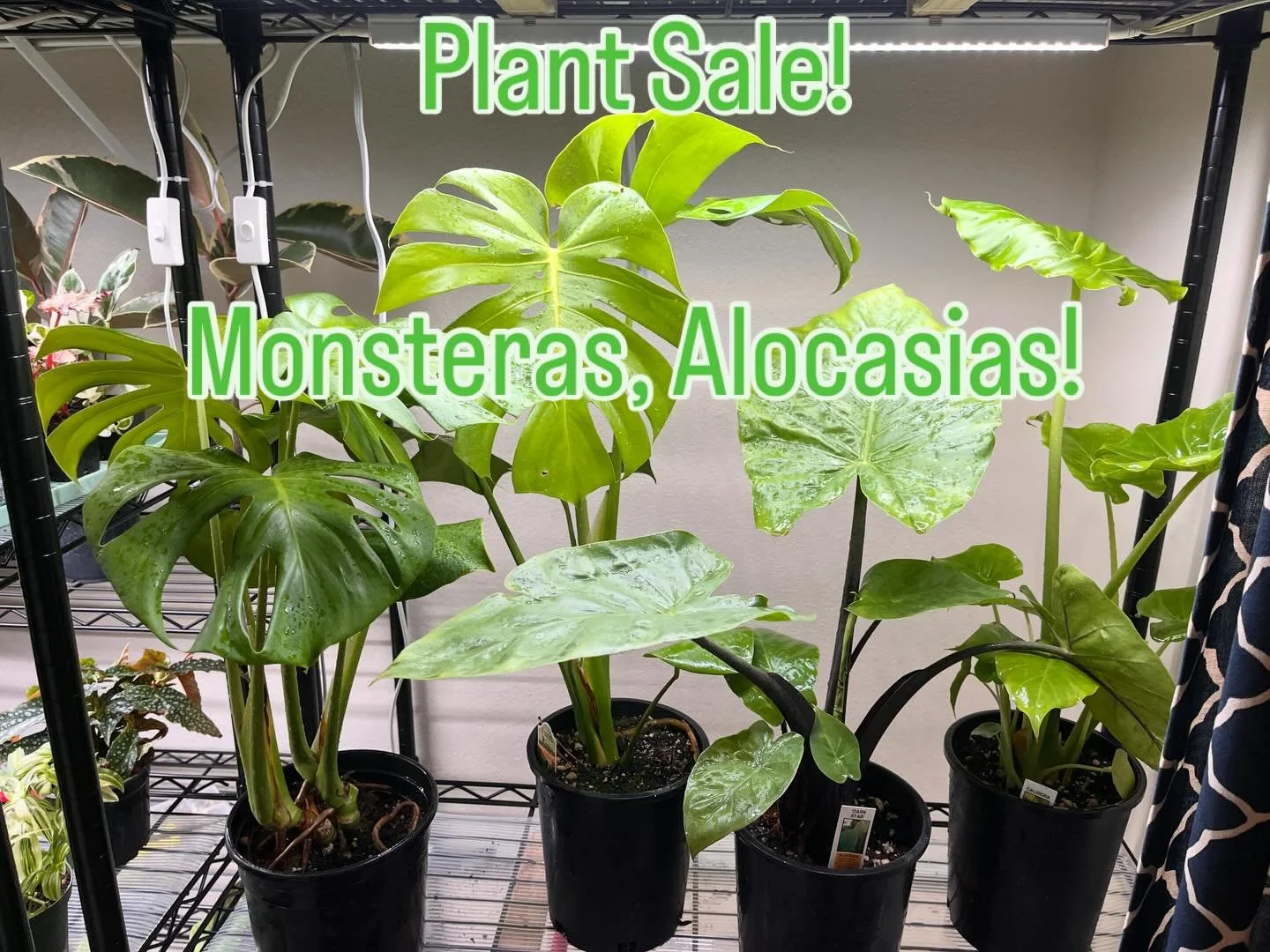 Portland, OR area, Plants for sale. Monsteras, and Alocasias and more on the website. Www.portlandplantcollective.com