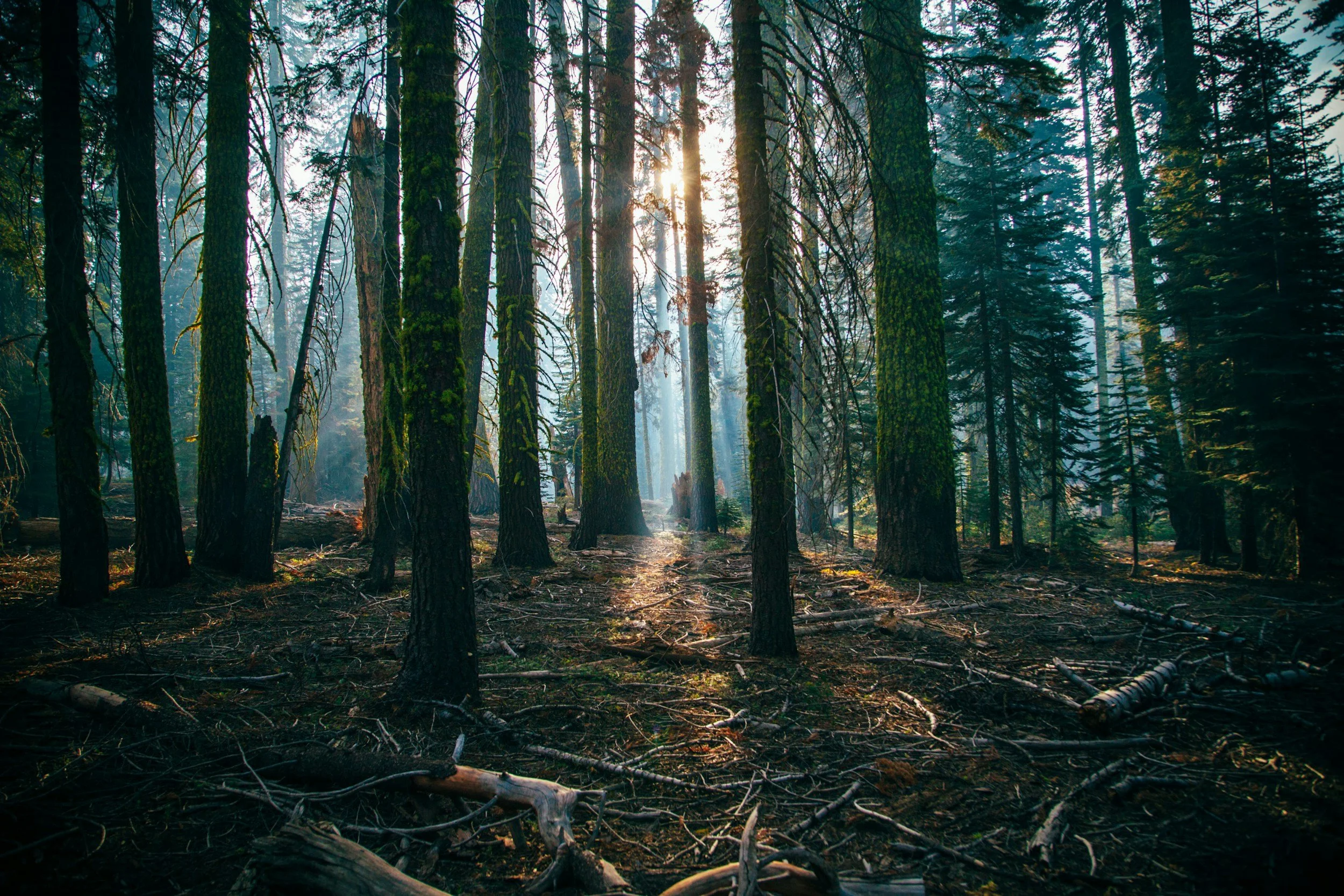 Sunlight shining through tall, moss-covered pine trees in a forest with fallen branches on the ground.