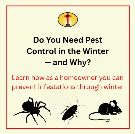 Do You Need Pest Control in the Winter — and Why?