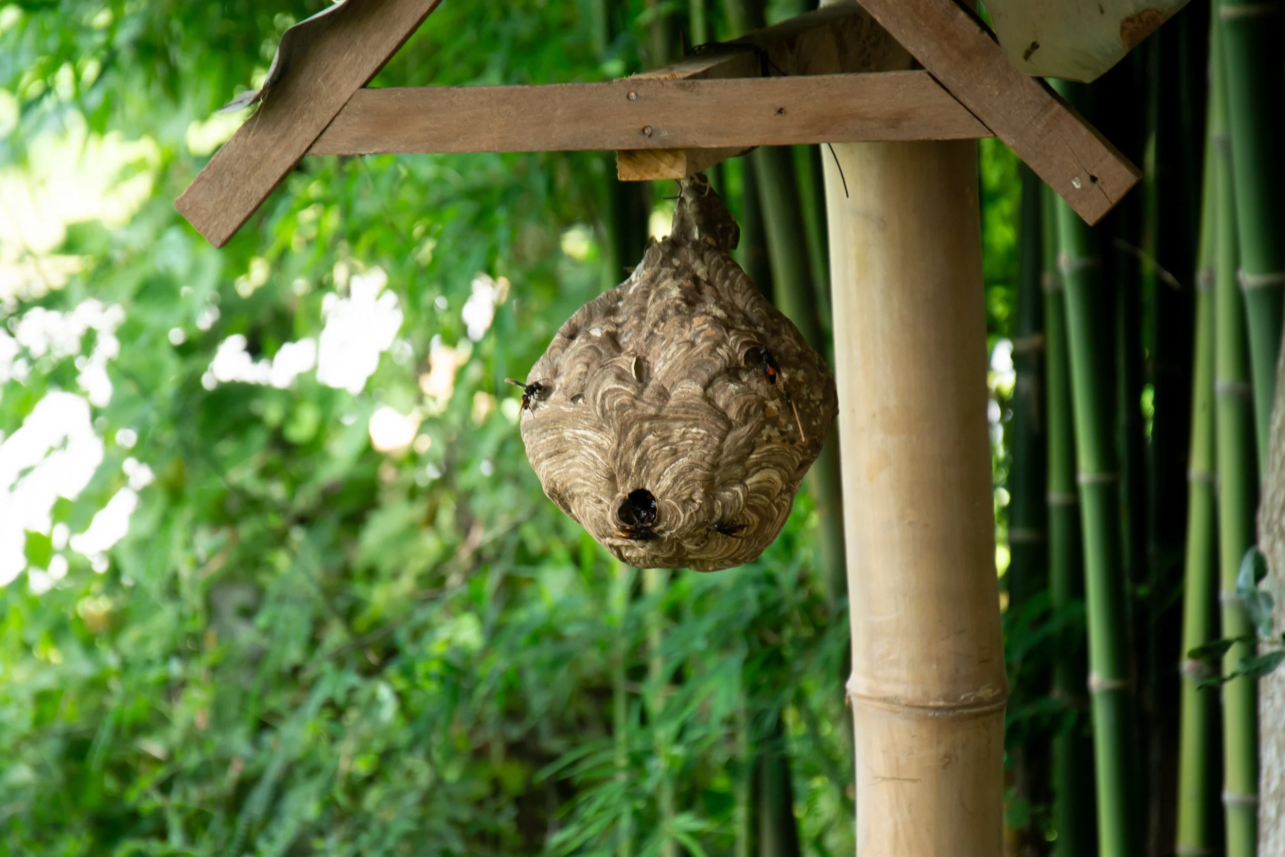 large-wasp-nest-hangs-from-wooden-structure-in-lus-2025-09-14-01-50-49-utc.jpg