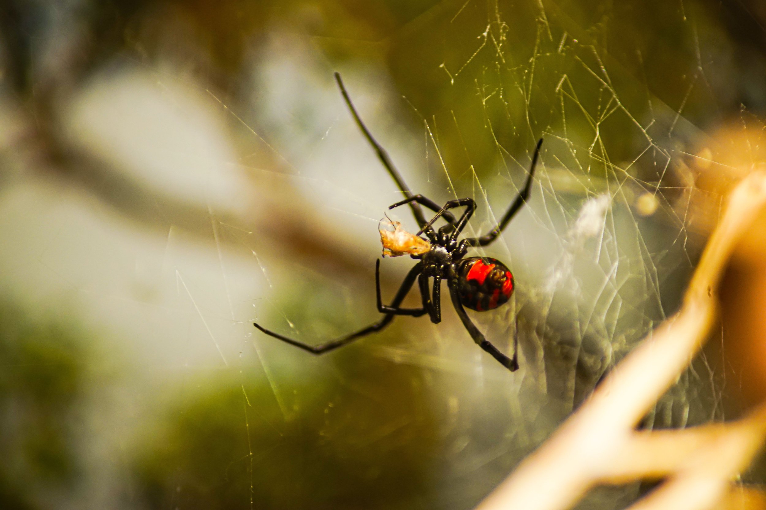 closeup-of-a-southern-black-widow-on-a-spider-silk-2025-02-11-22-04-50-utc.jpg