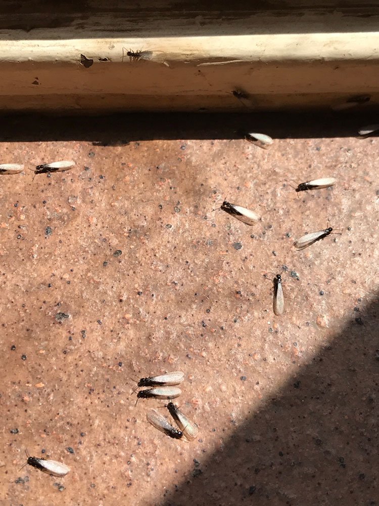 termites-on-counter.jpg