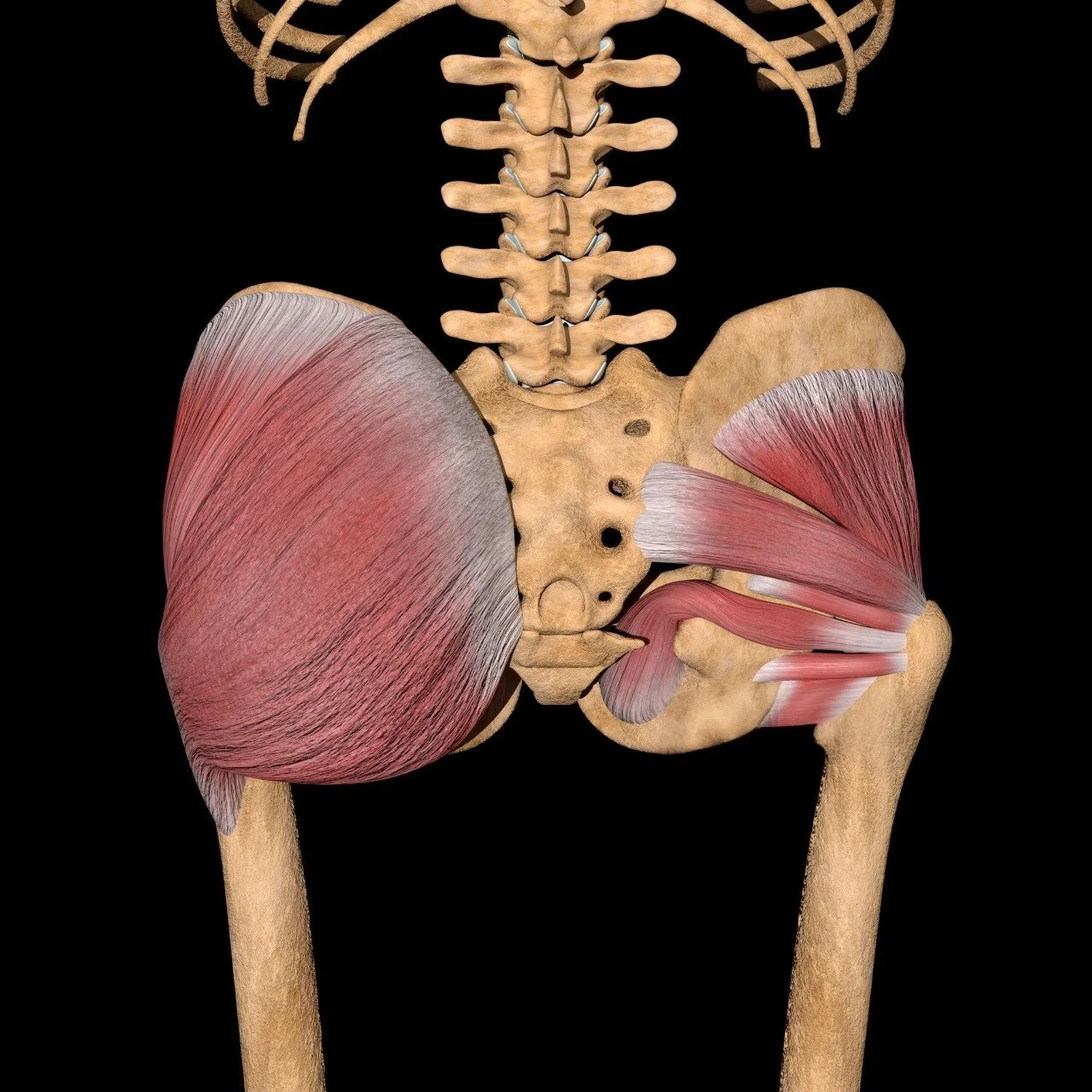 Glutes