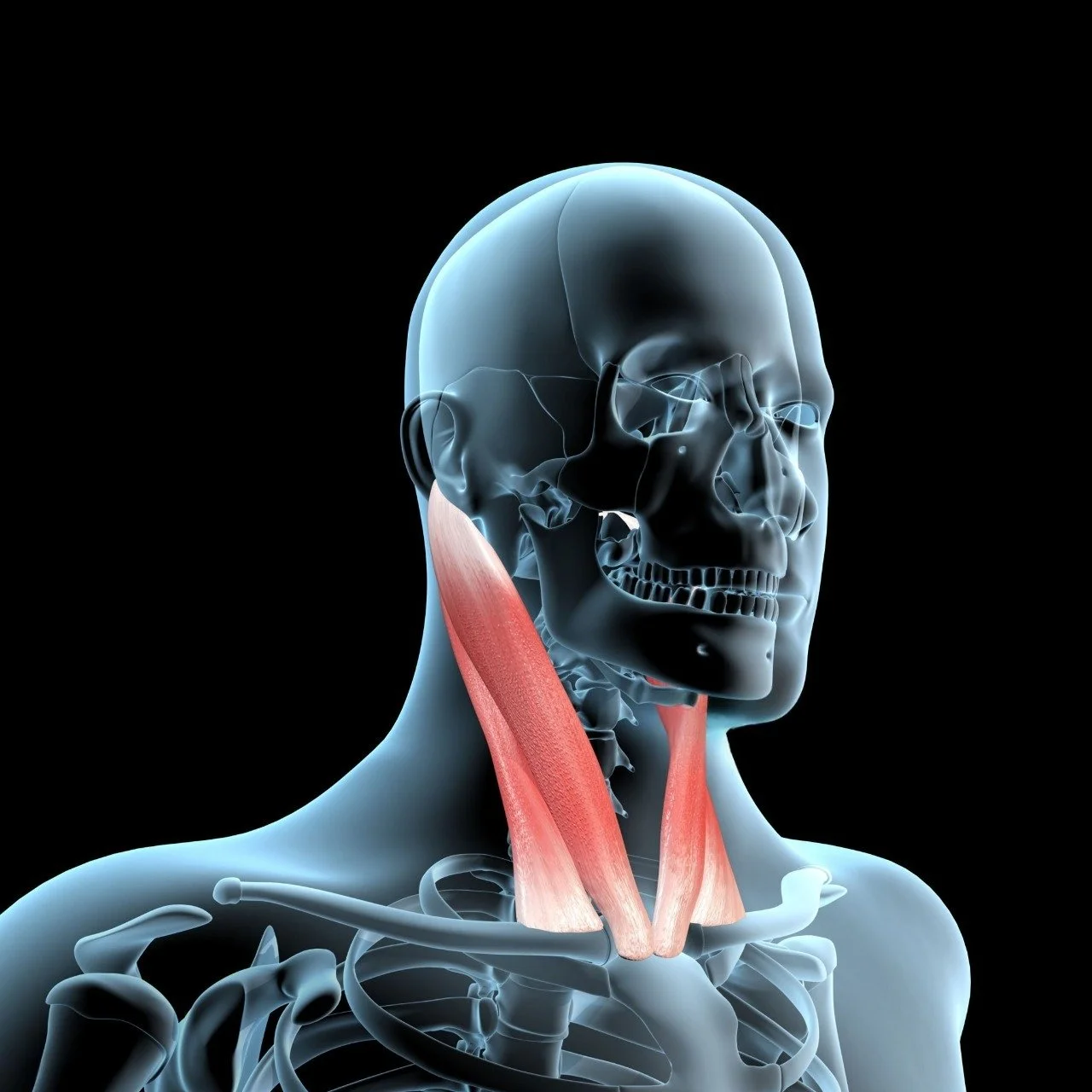 Sternocleidomastoid
