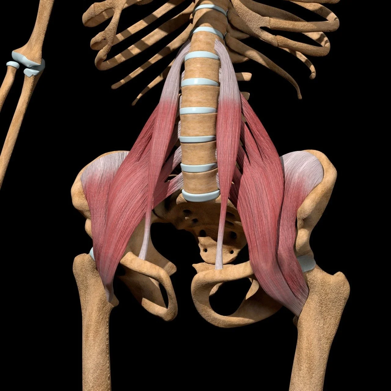 Hip Flexors