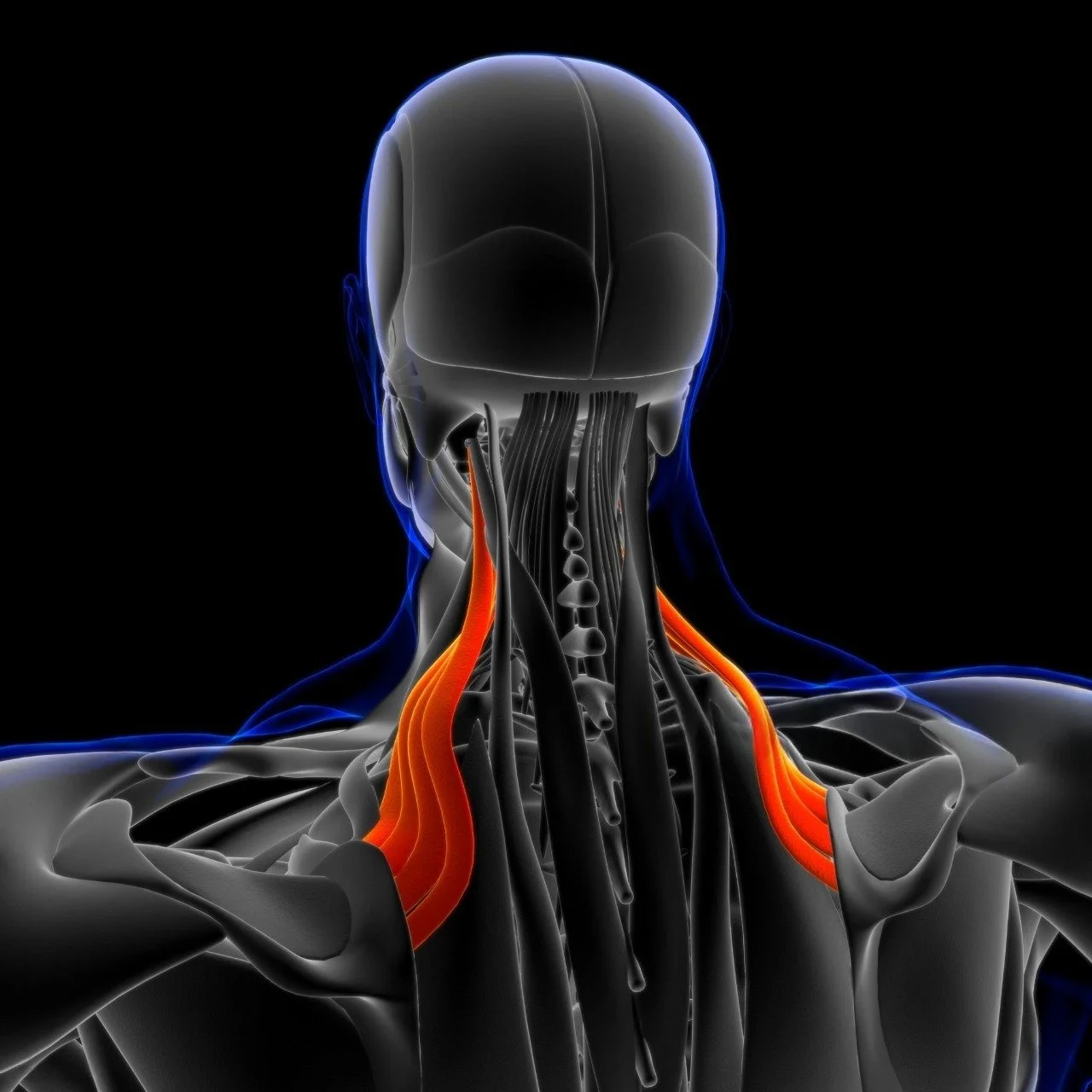 Levator Scapulae