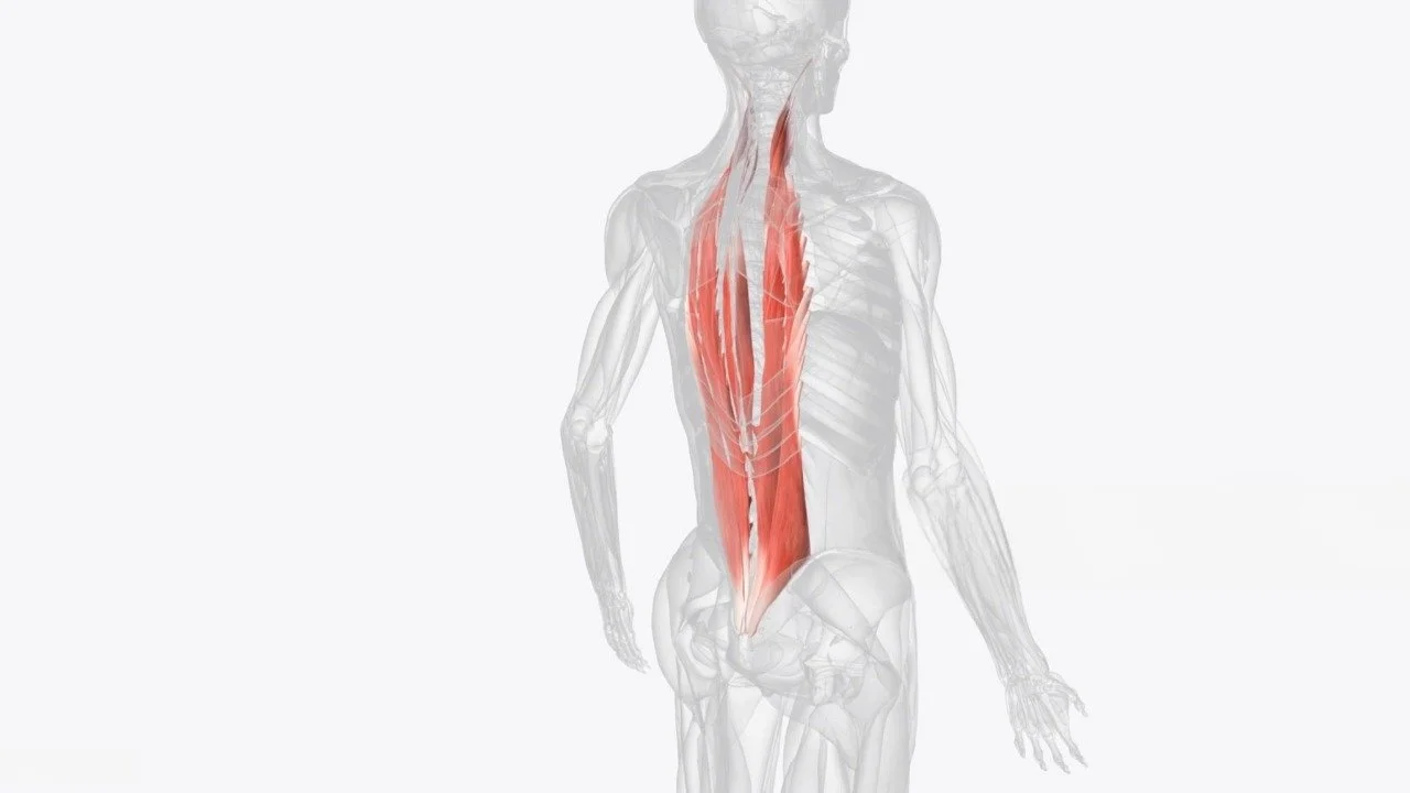 Erector Spinae