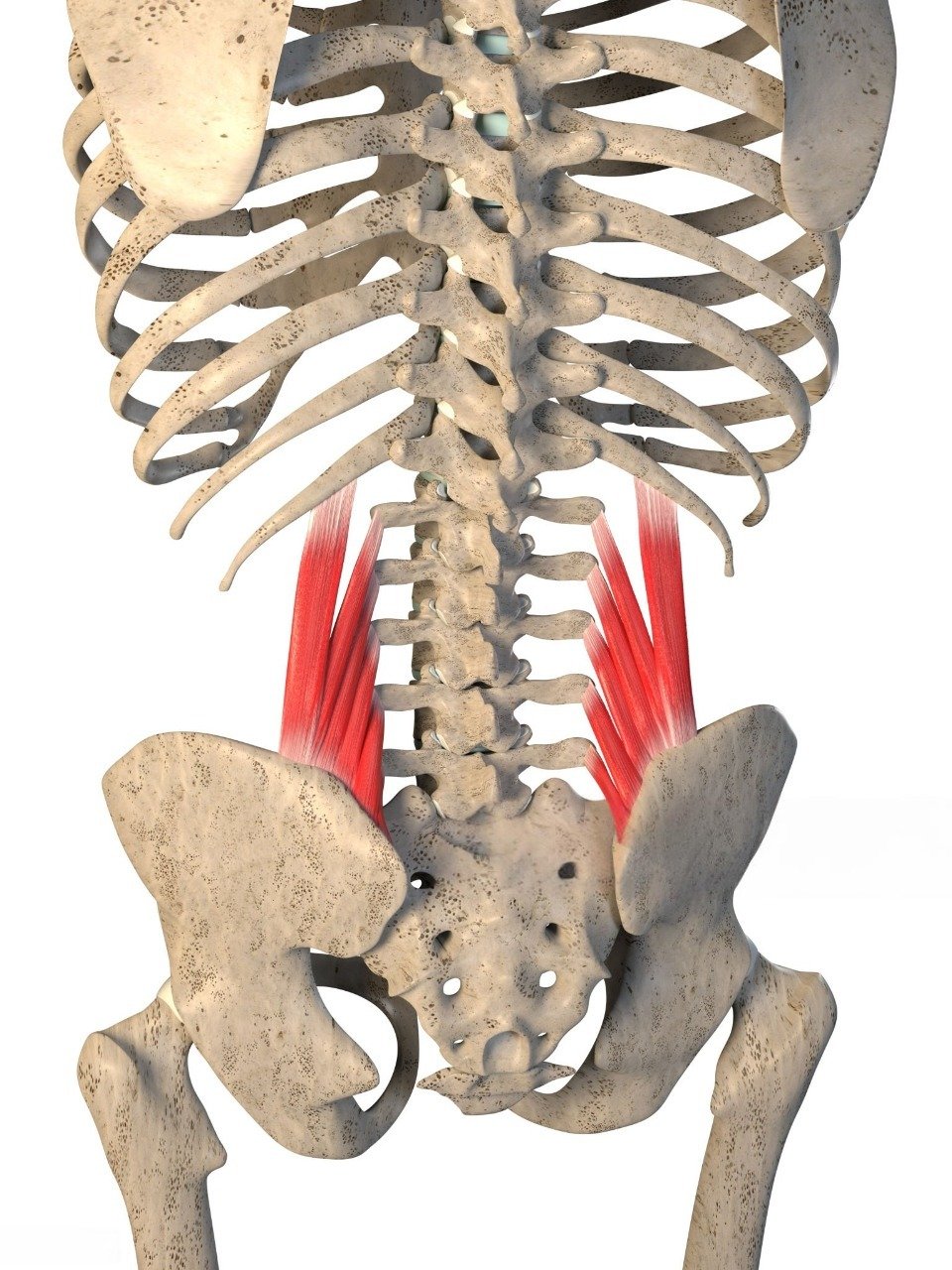 Quadratus Lumborum