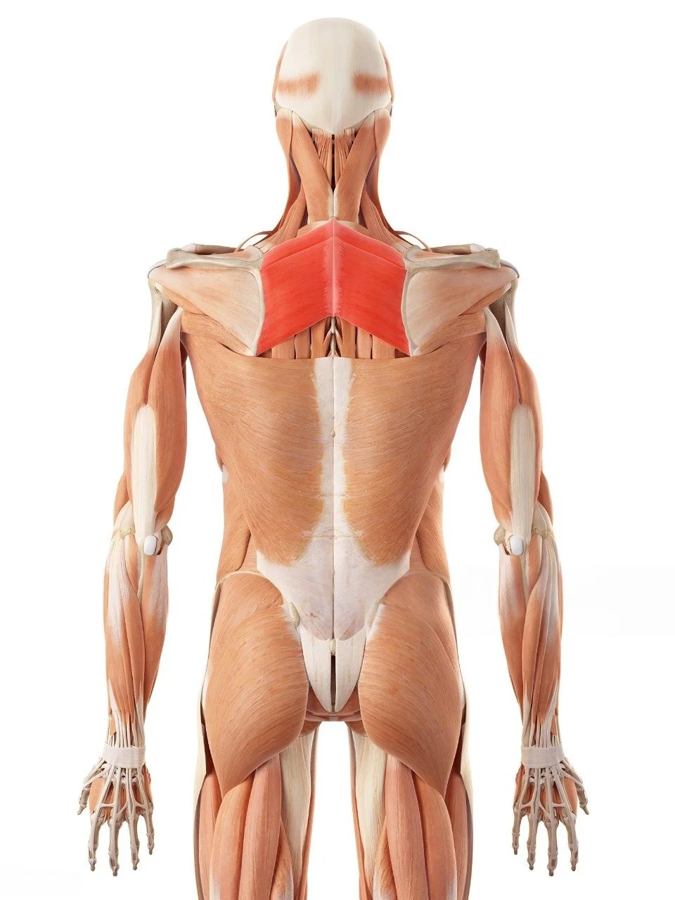 Rhomboids