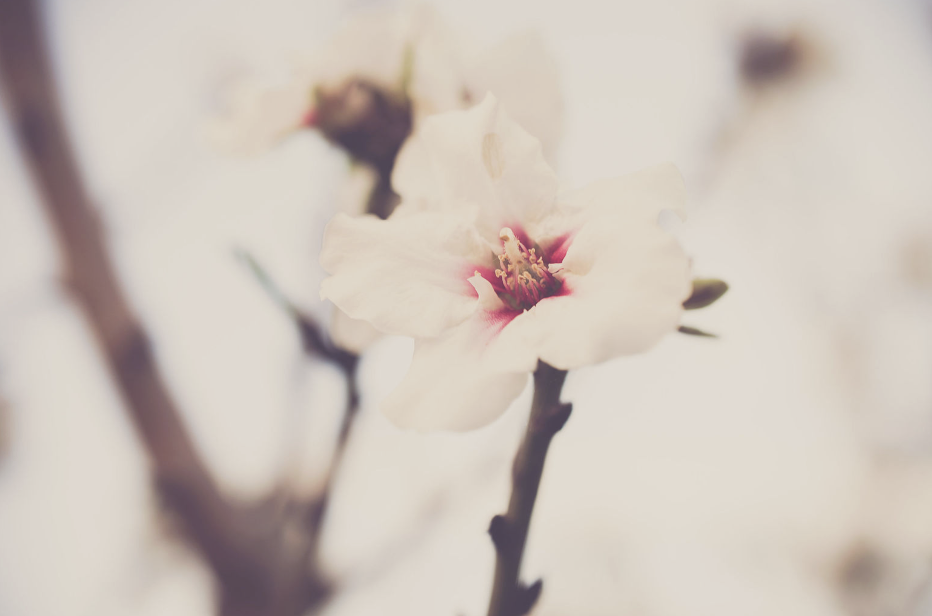 Close-up of a light-colored flower with a dark center on a blurred background