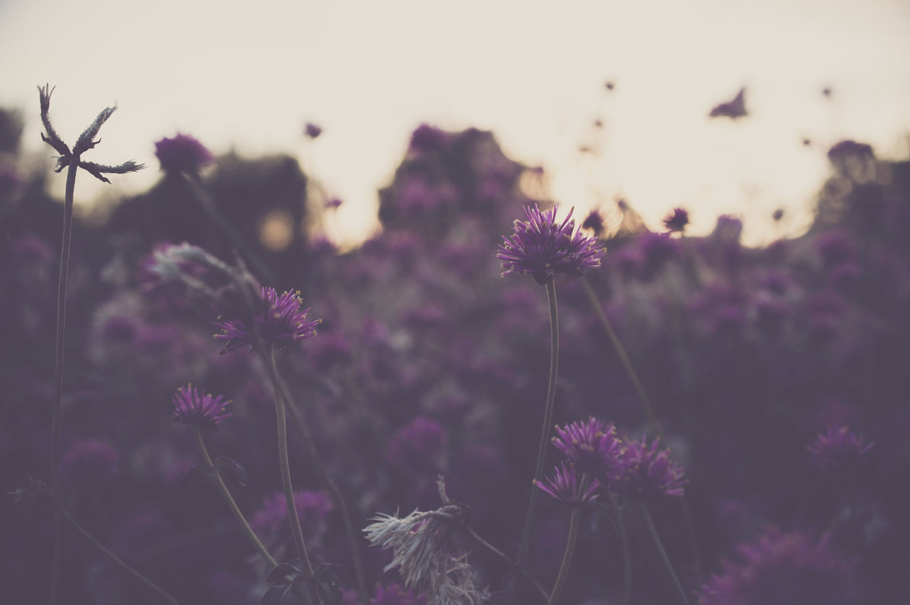 Purple wildflowers in a field during sunset.