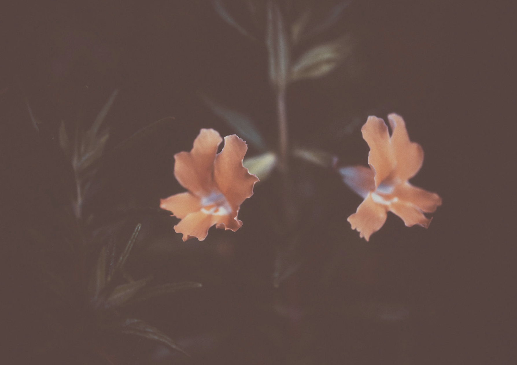 Close-up of two orange flowers with ruffled petals against a dark background.