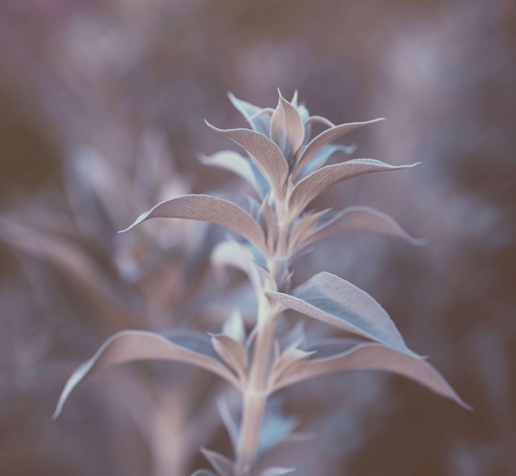 Close-up of a plant with pale, softly blurred leaves.