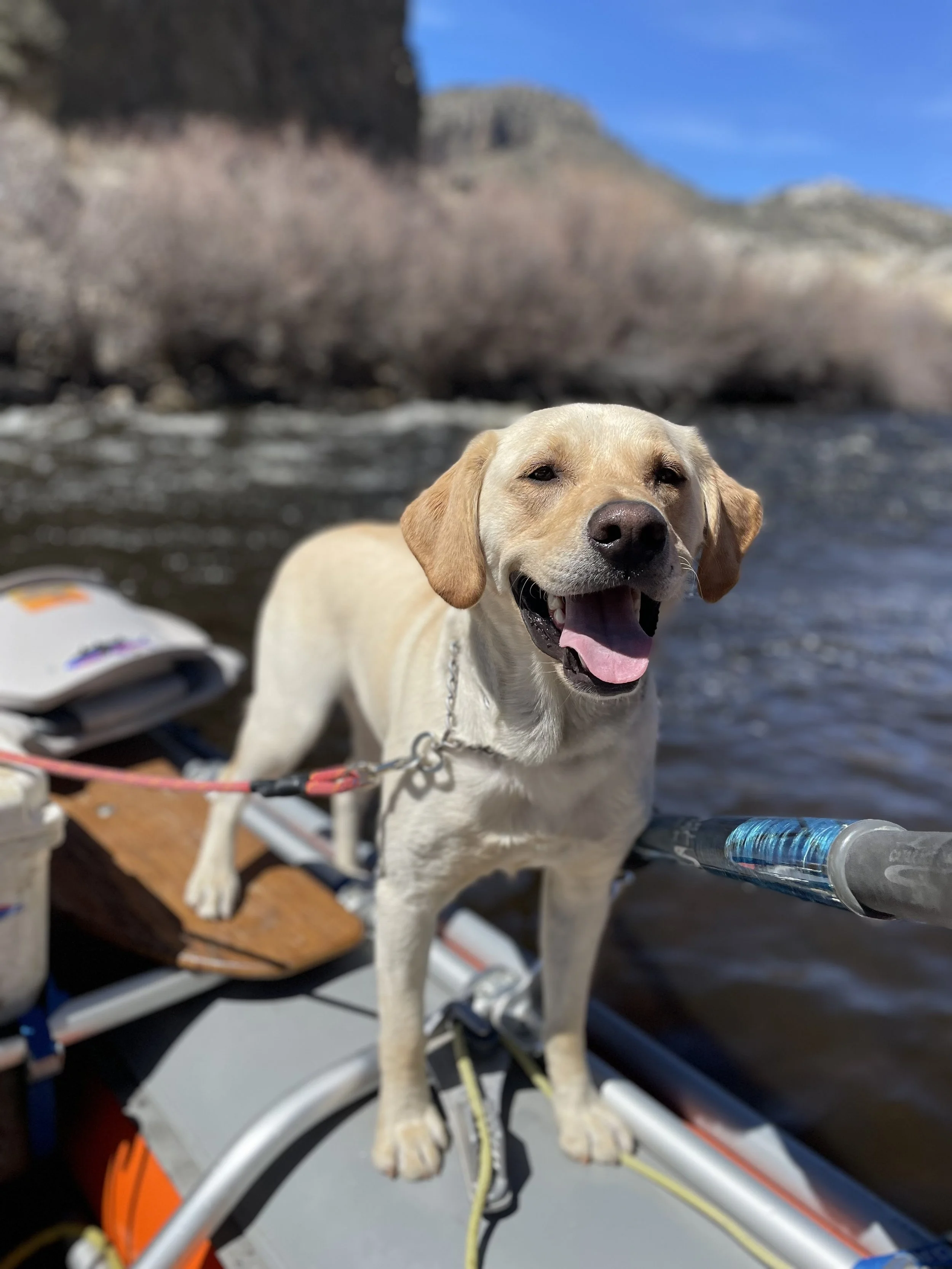 A happy yellow Labrador dog on a boat near a river with a mountain in the background, sunny weather.