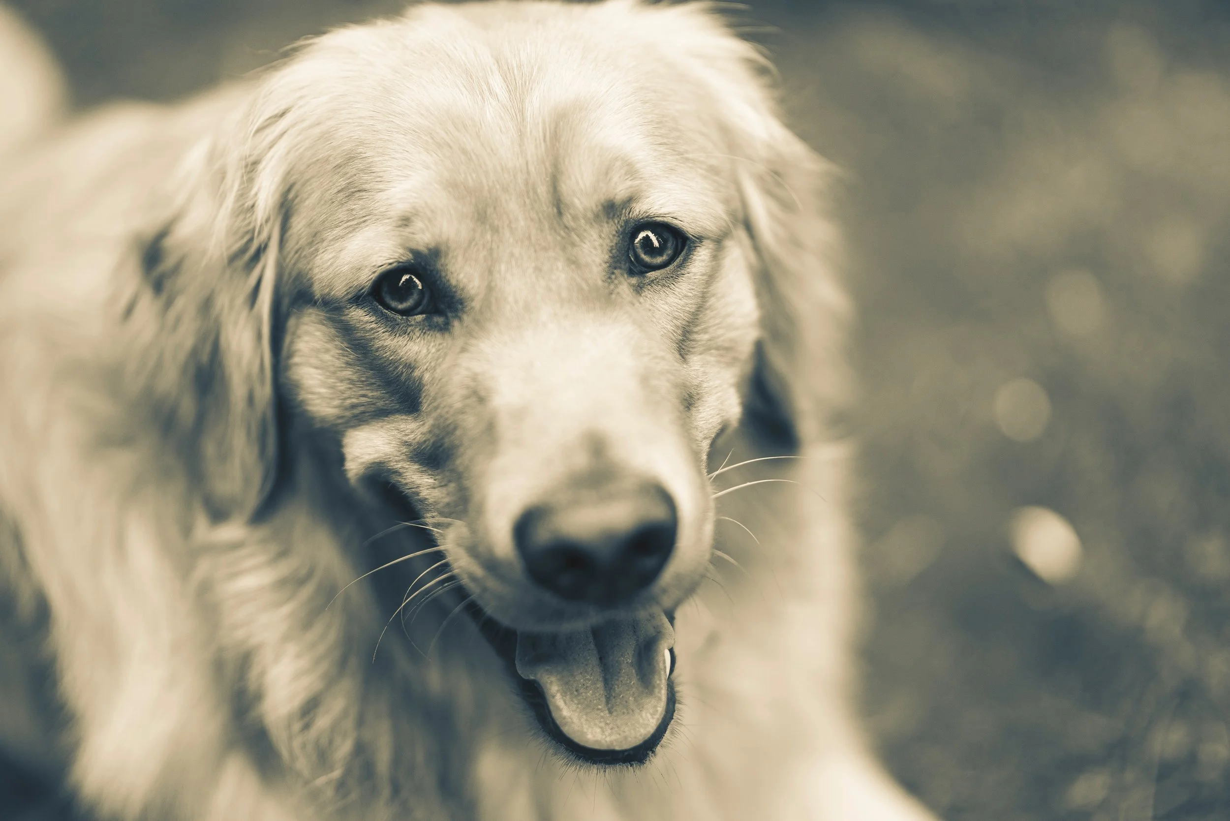 Cedric. Pet Portrait Session. 2021