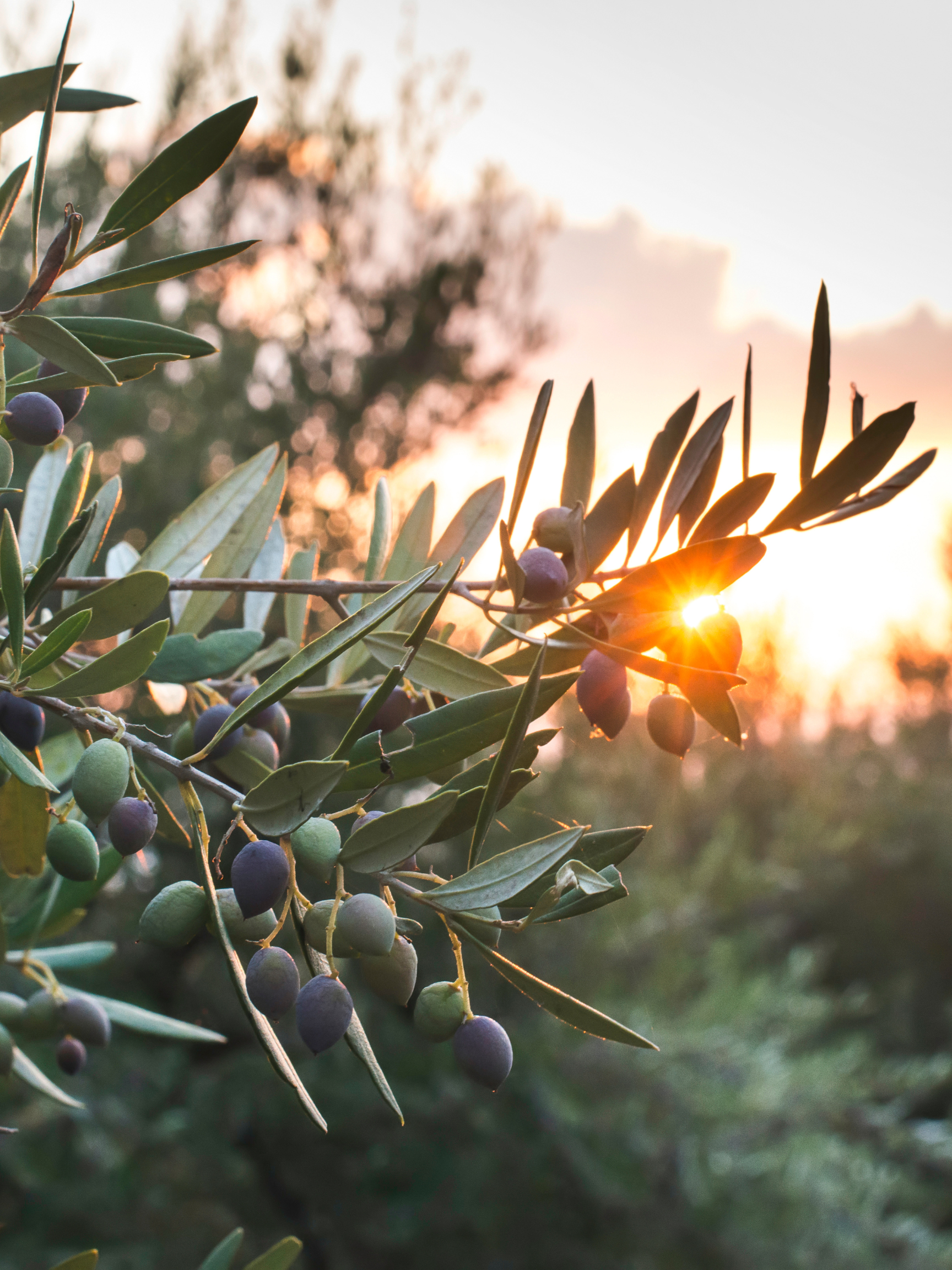 olive+branch.webp