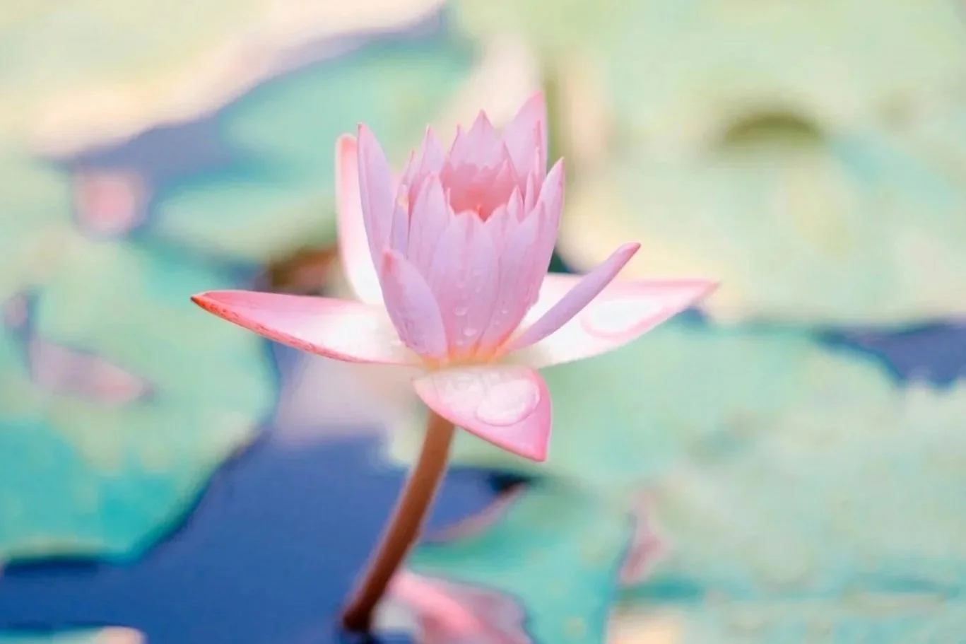 7-Month Certification: Peace Leader Pathway (Coherence Retreat Members)