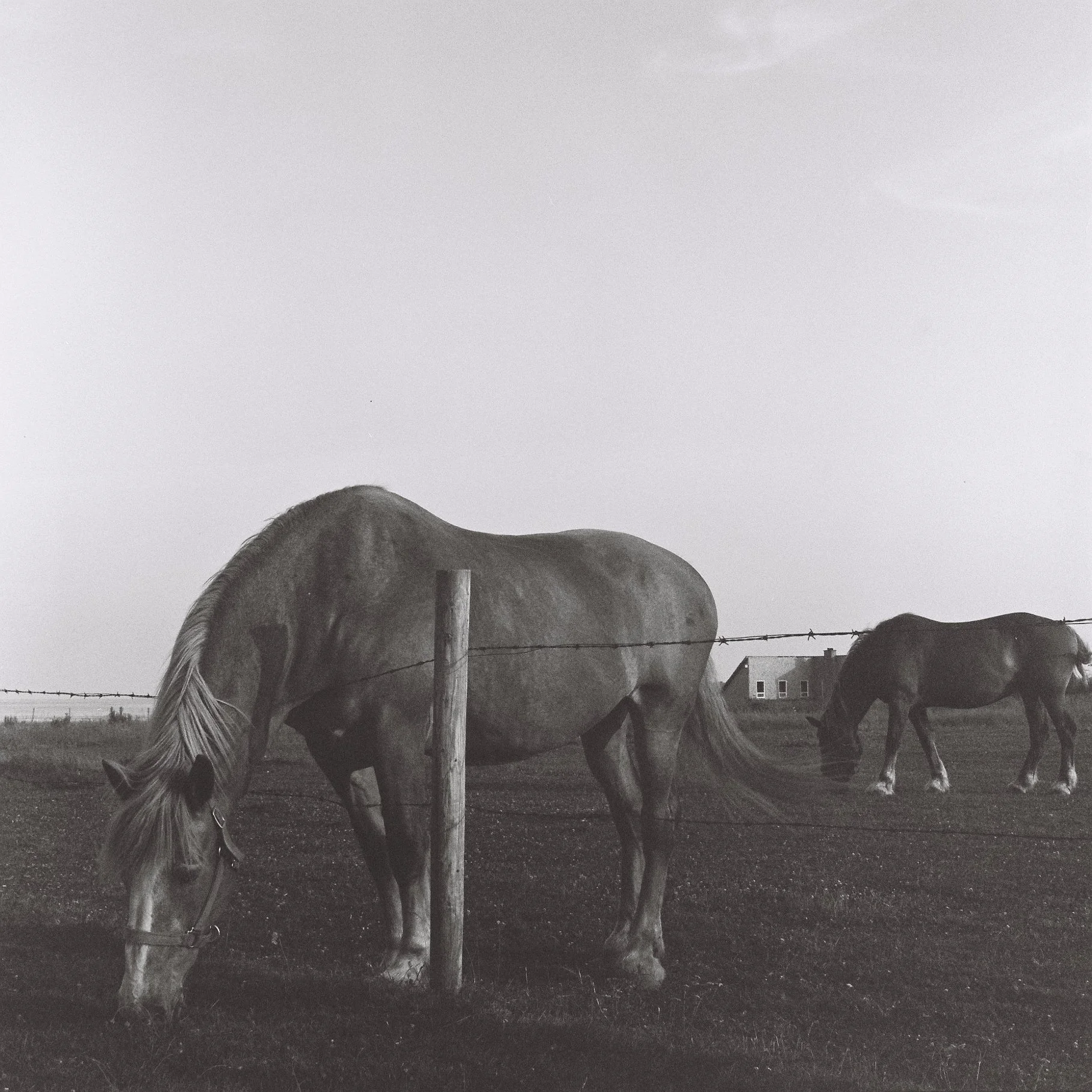 clydesdales on medium format film
Prince Edward Island, Canada