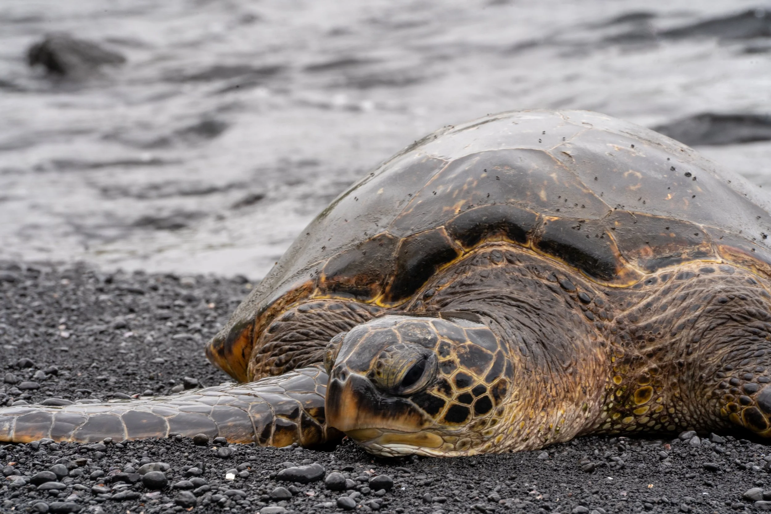Punaluʻu Beach, Hawaiʻi