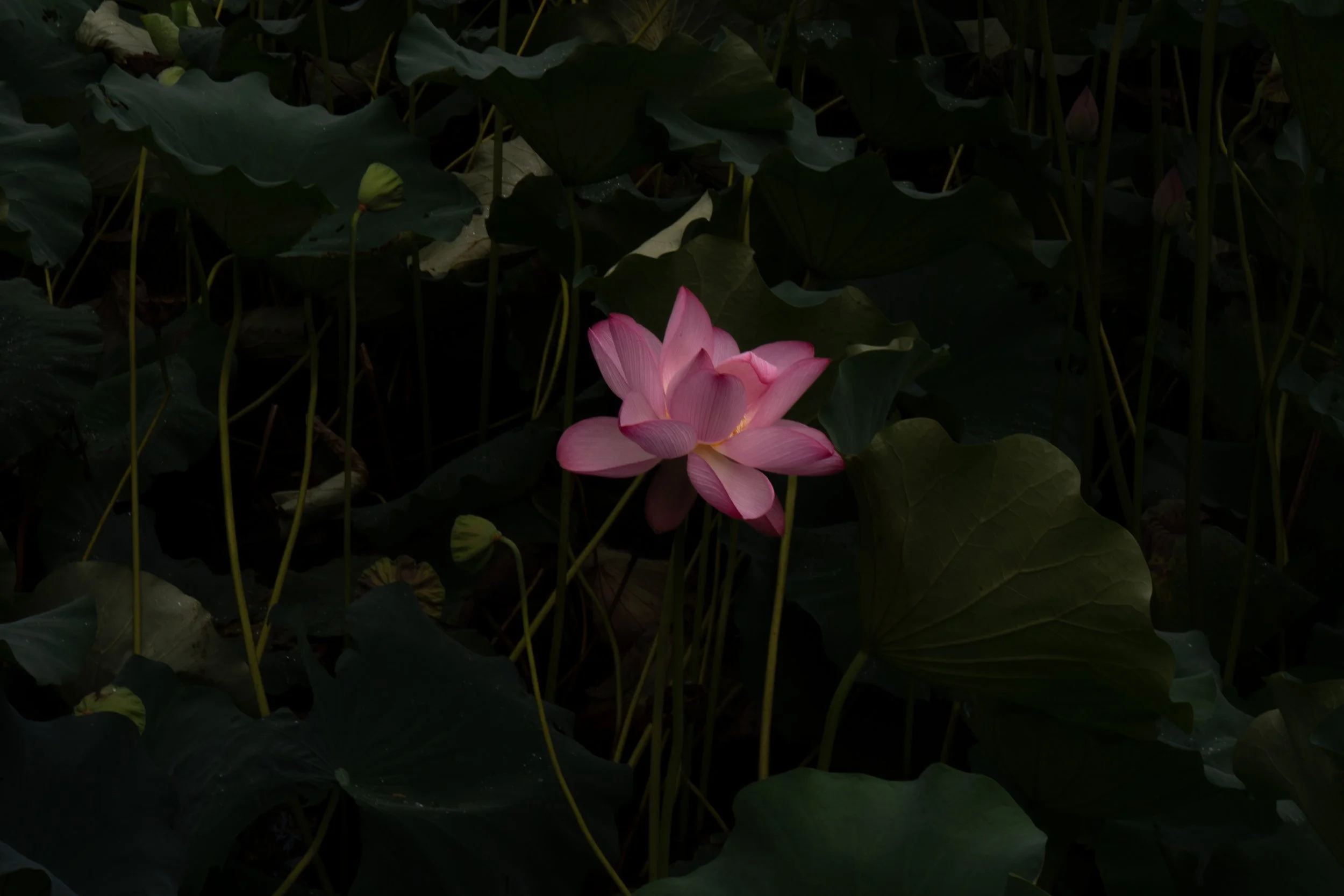 Kyoto Arashiyama, Japan