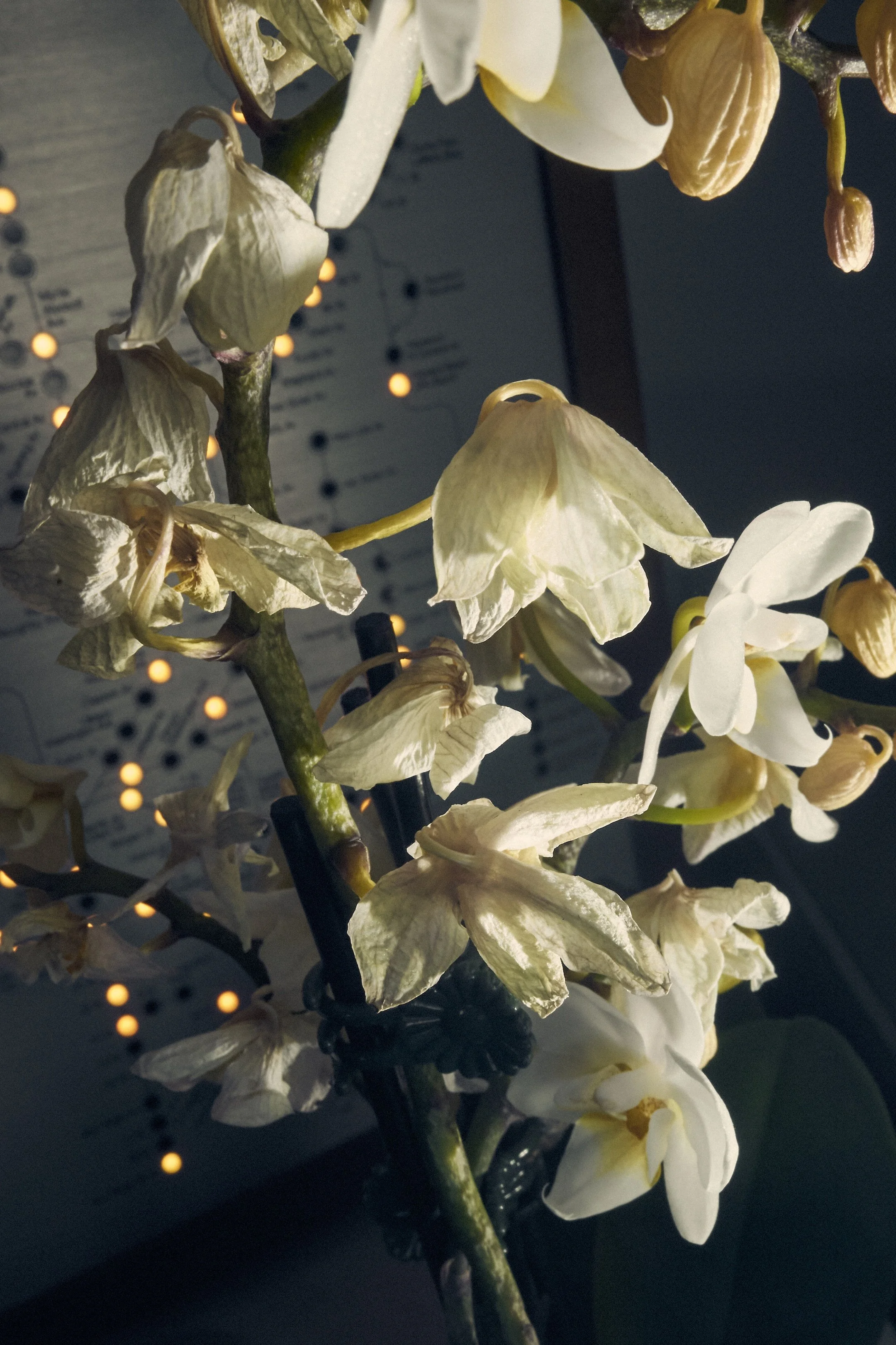 Apr 28 2026_JN_Orchid_12.jpg