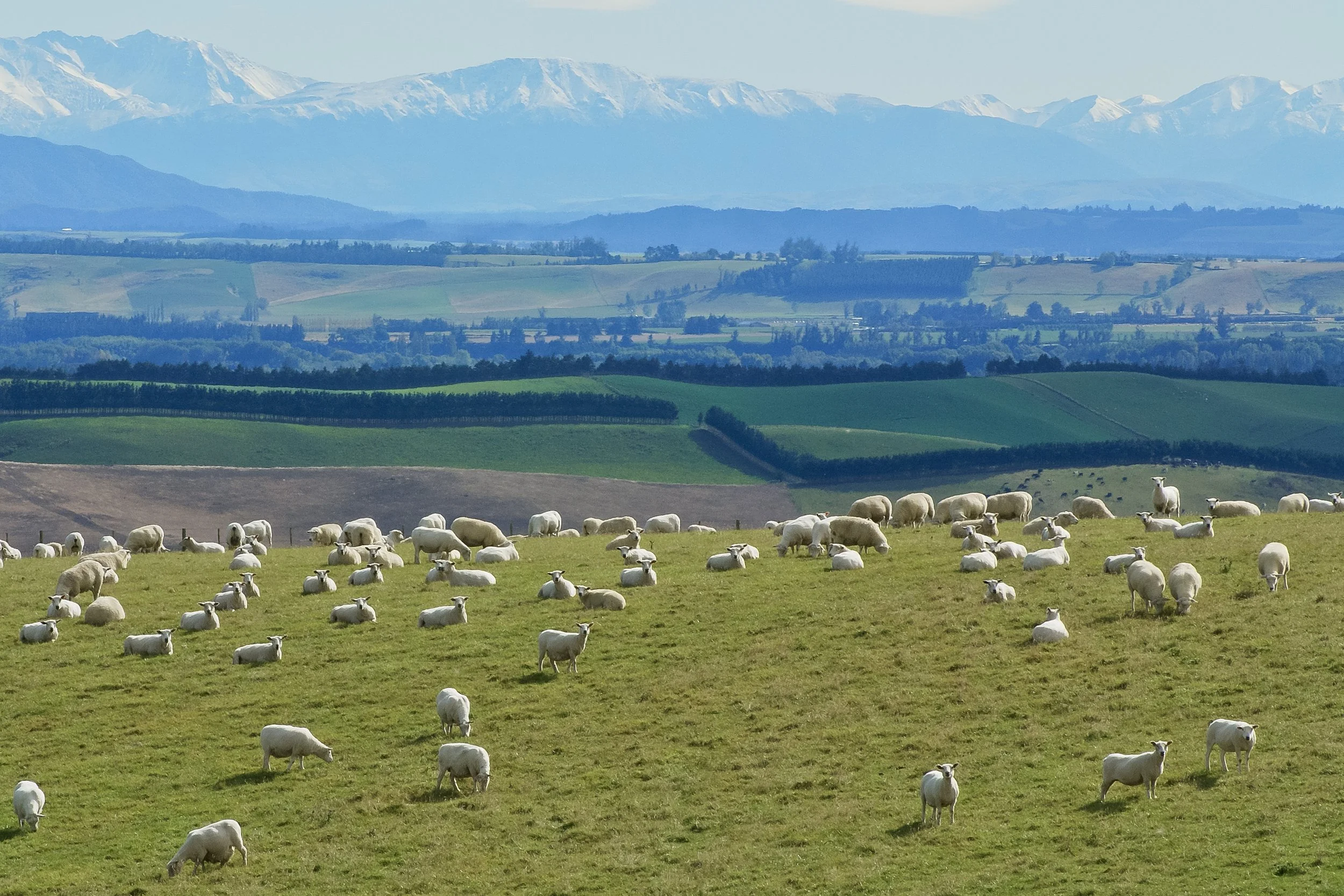 156016-sheep-paddock.jpg