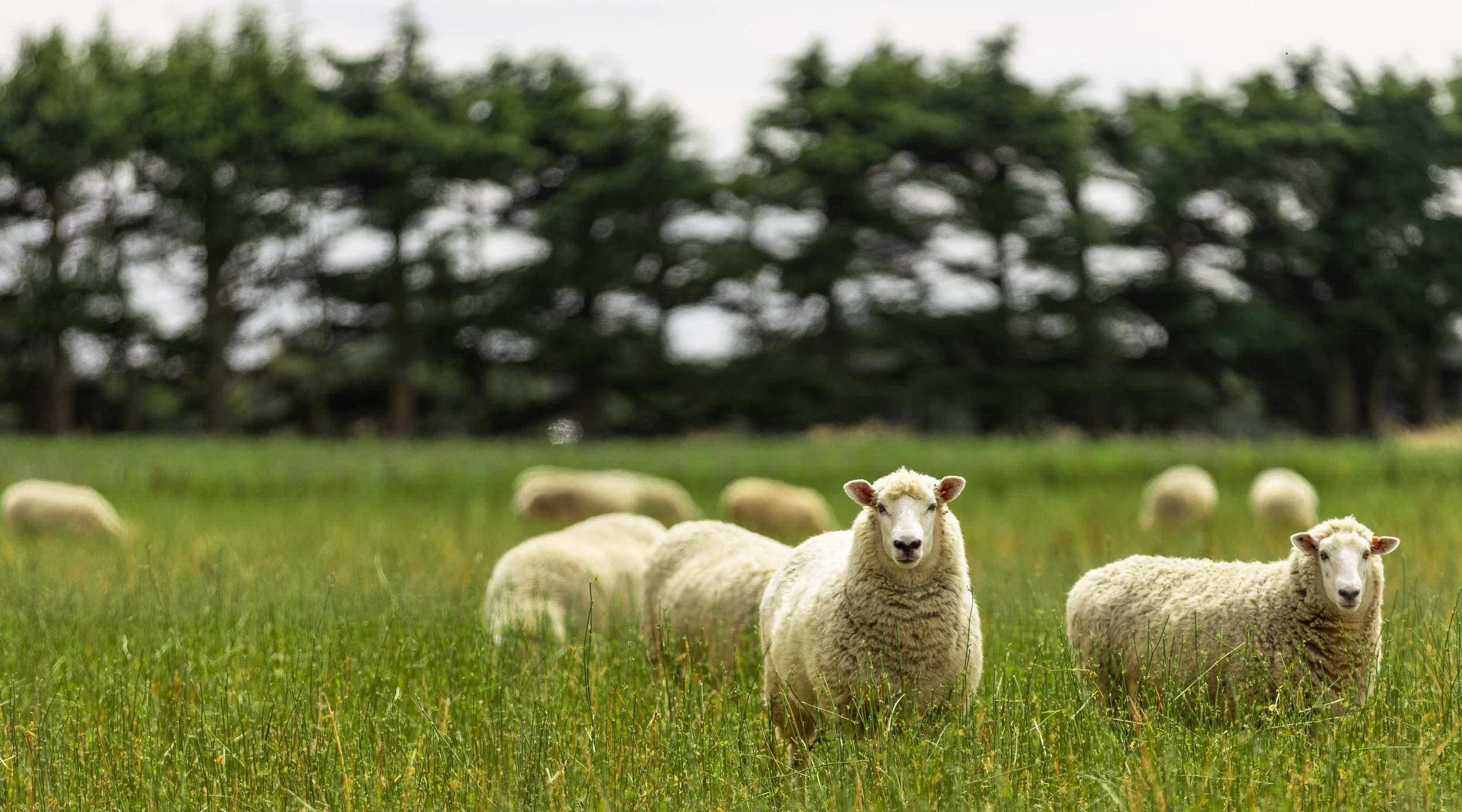Saving the once mighty wool industry