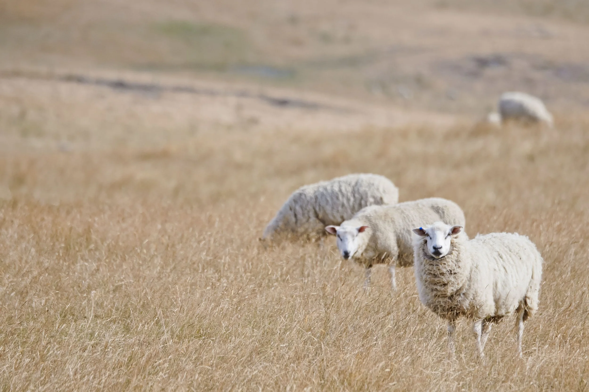 154059-sheep-brown-grass-2.jpeg