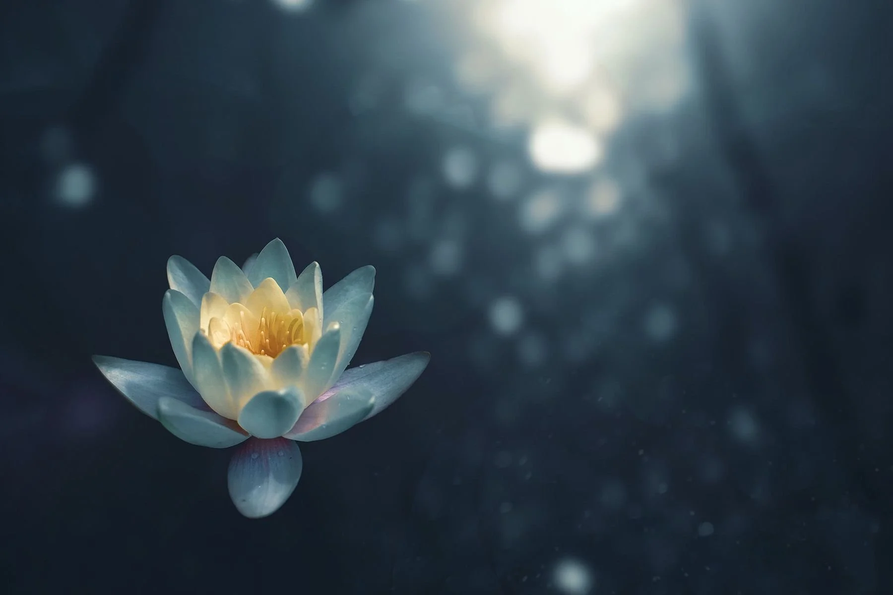 A single white water lily with yellow center floating on dark water with light filtering from above.