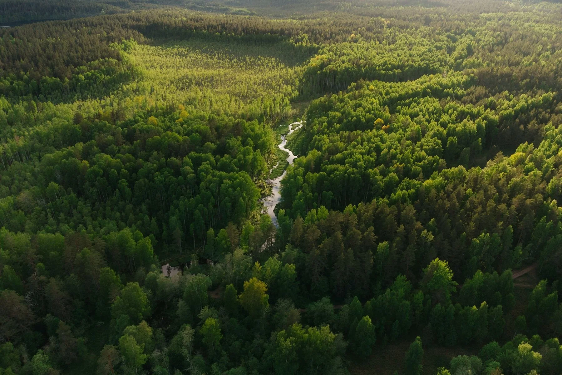 Aerial view of a dense green forest with a winding river through the trees.