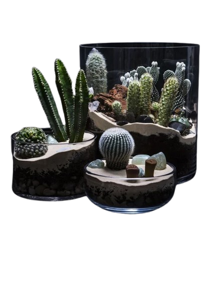 Grand Succulent & Cacti Centerpiece