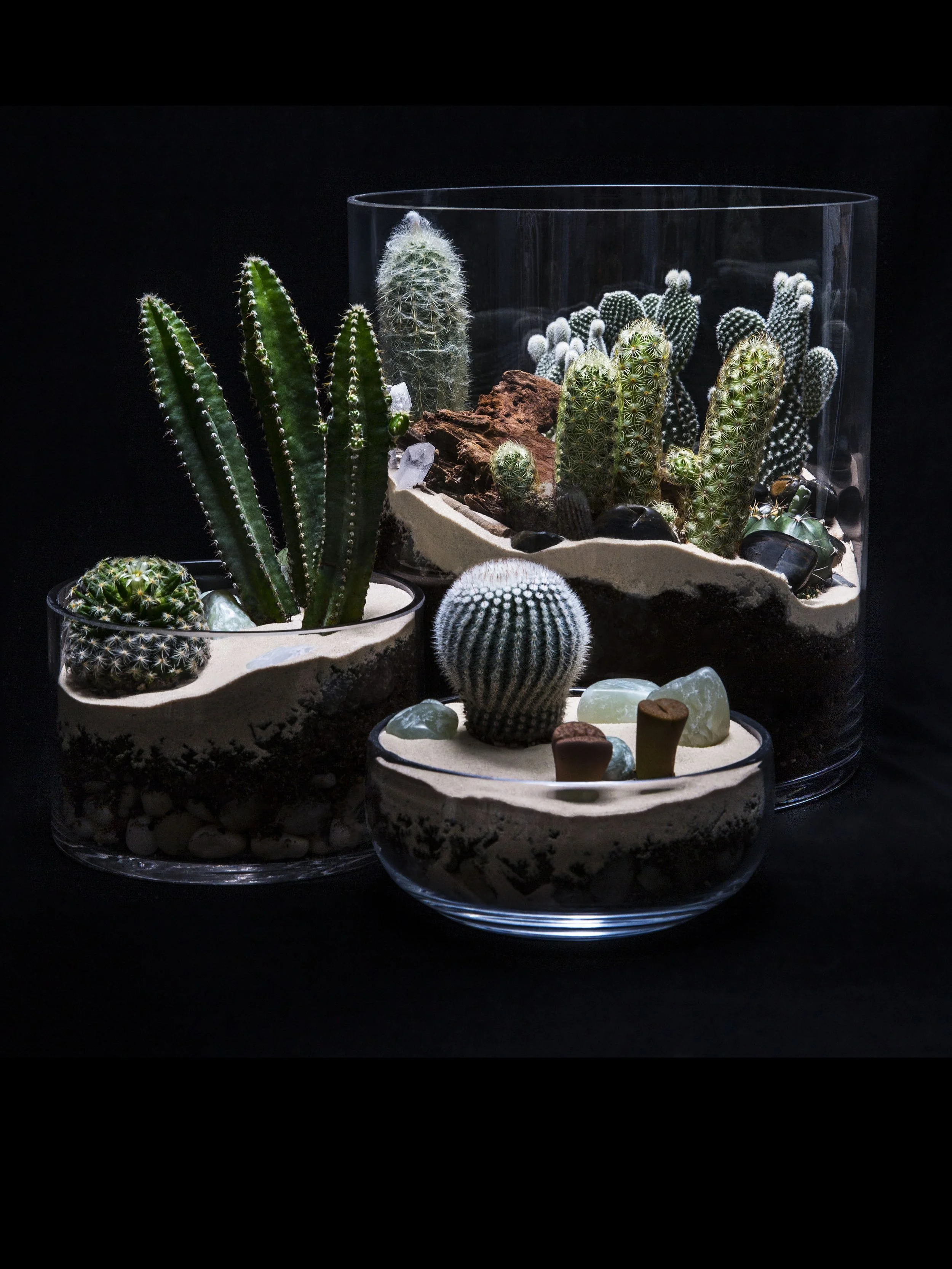Arrangement of various cacti and succulents in glass containers with dark background.