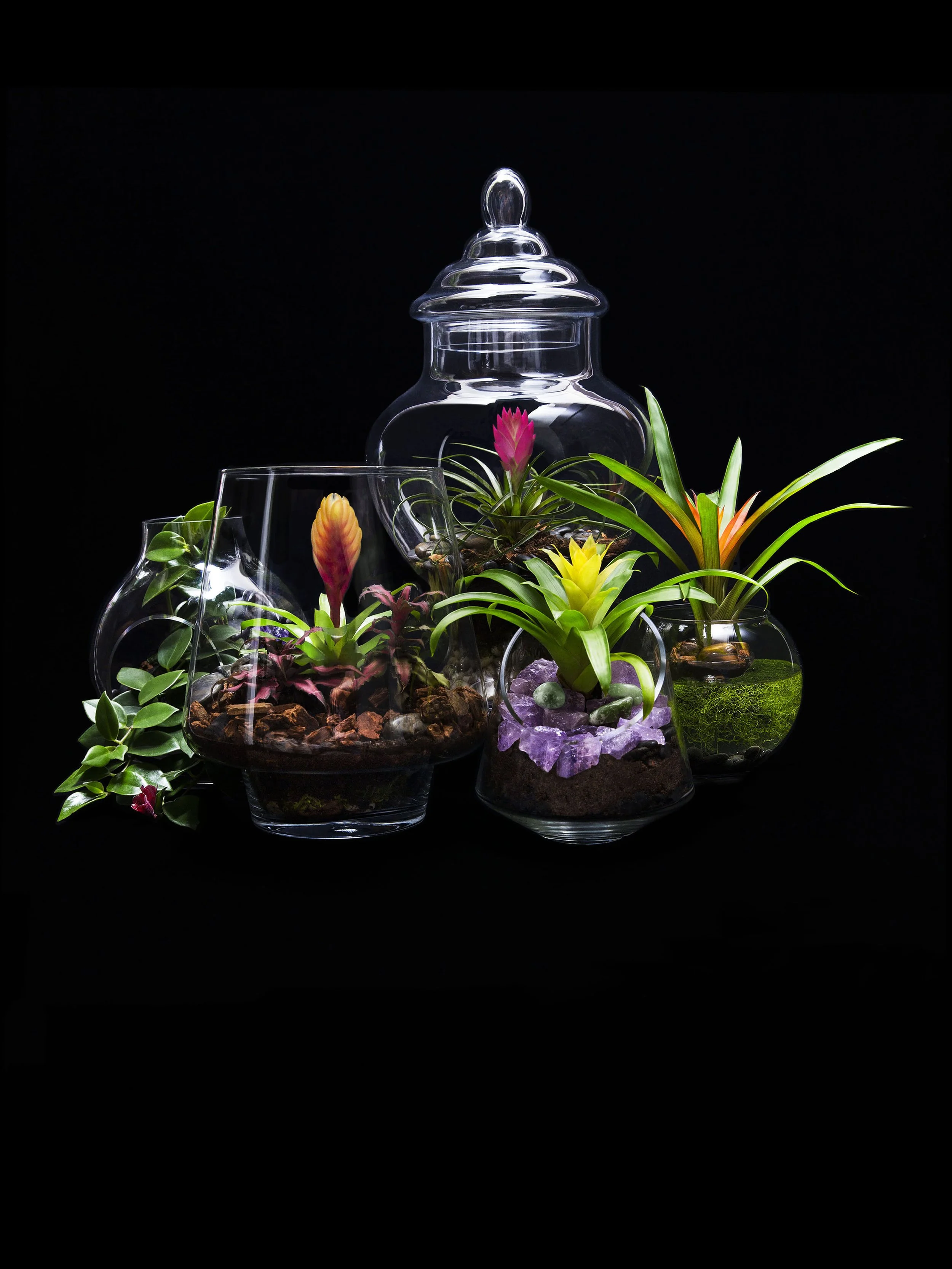Glass containers with colorful tropical plants on a black background.