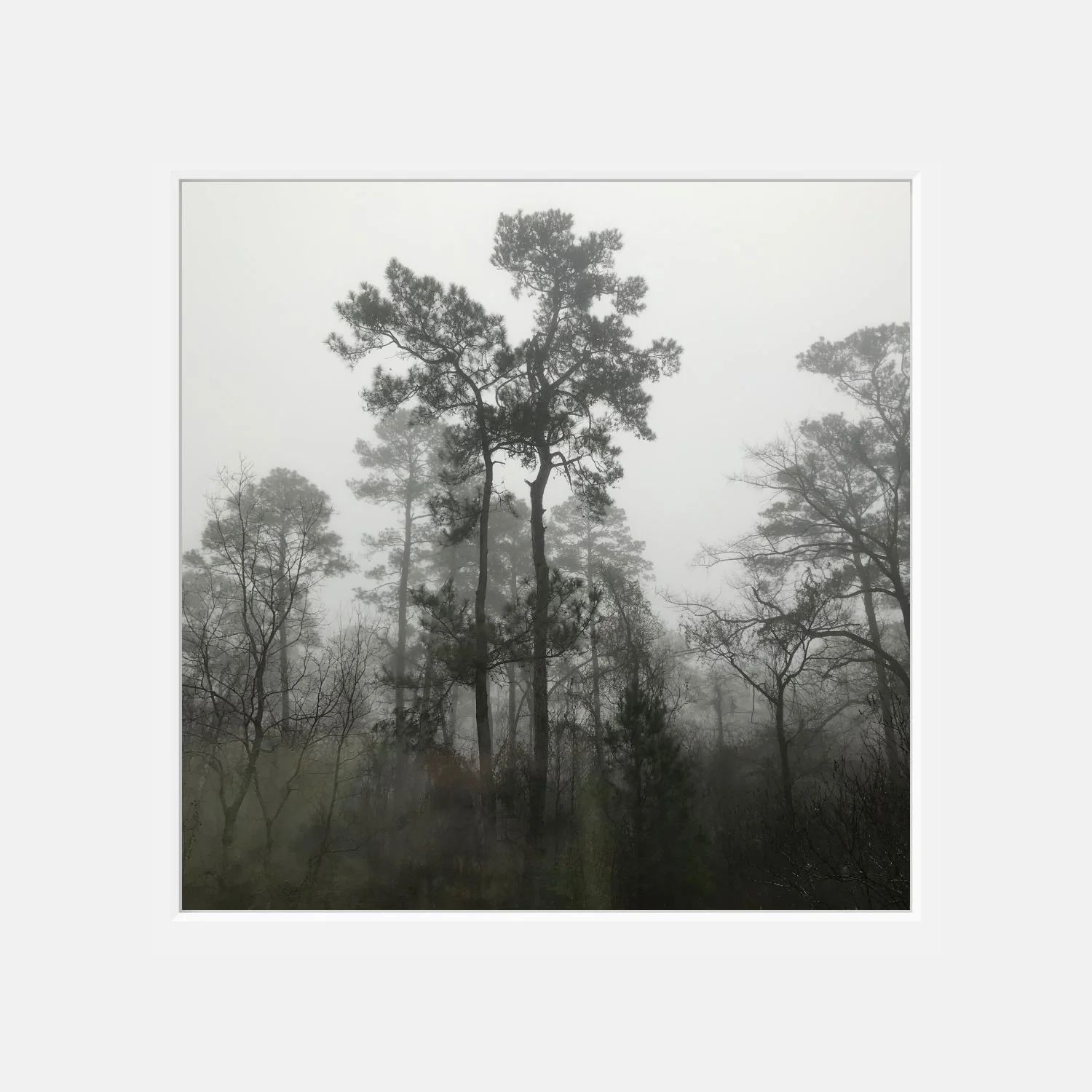 Morning Mist - 12" x 12" matted photographic print