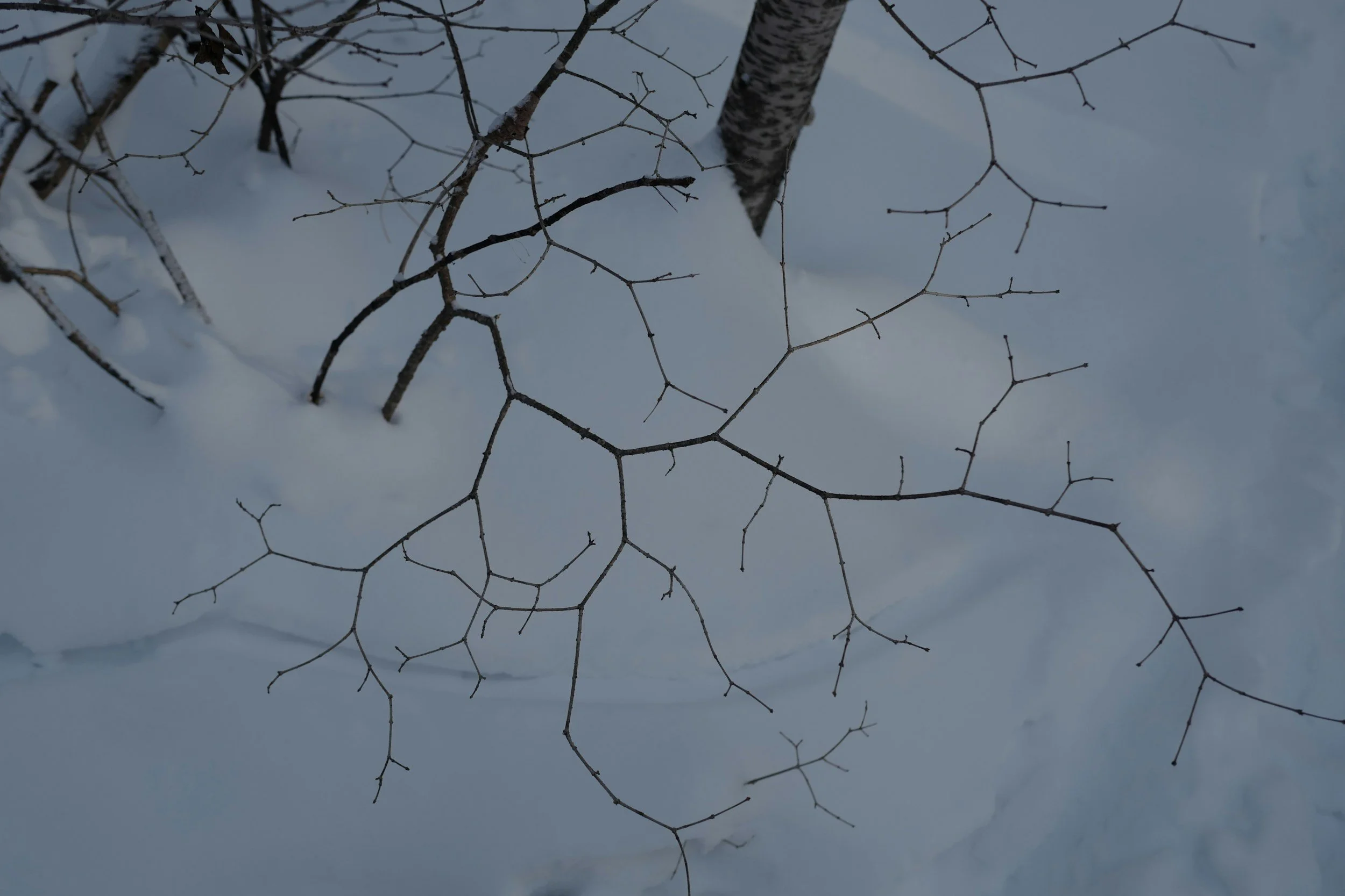 The Winter Solstice, Seasonal Depression, and Why System Readiness Matters in Primary Care