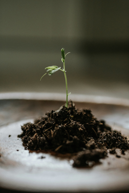 Creating the Conditions in Which Agency Grows