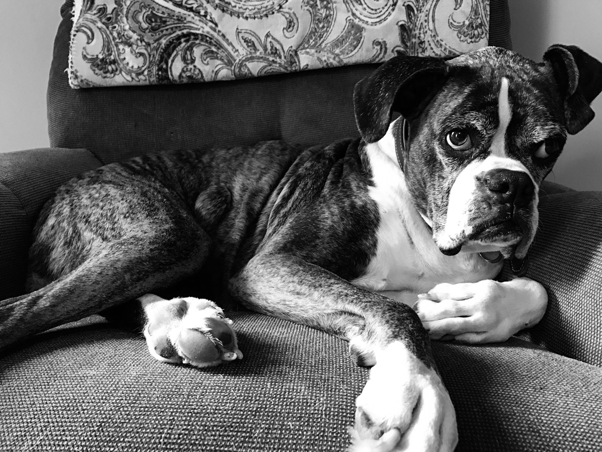 A dog with a brindle coat lying on a sofa with a patterned pillow behind it.