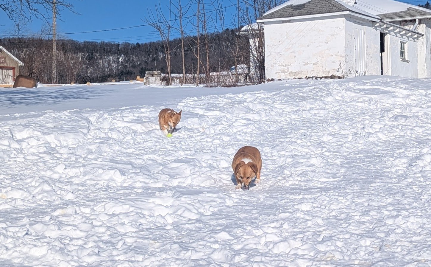 Sam and Pippin beat  14" of snow into submission.
