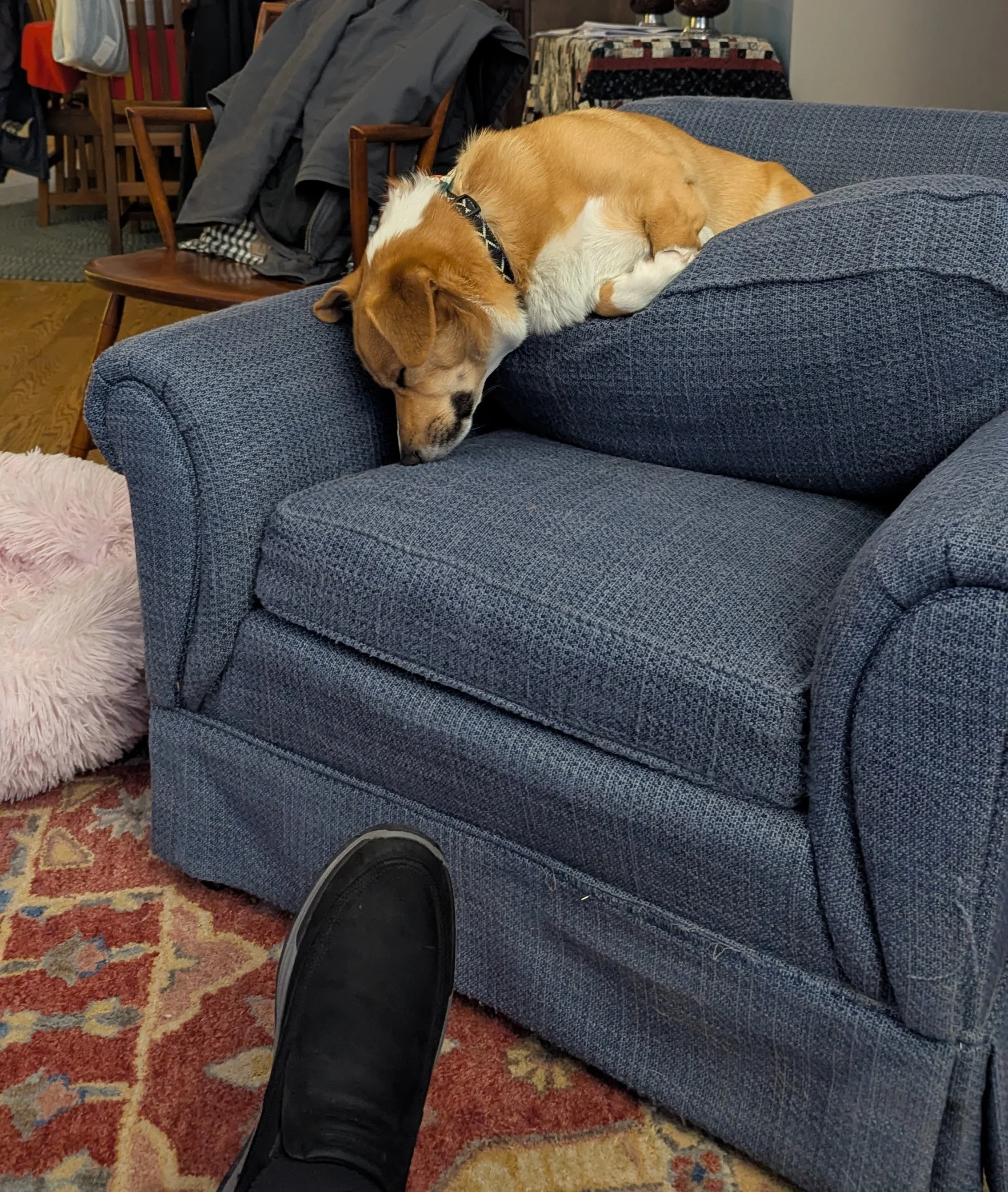 Sammy seems to have melted.