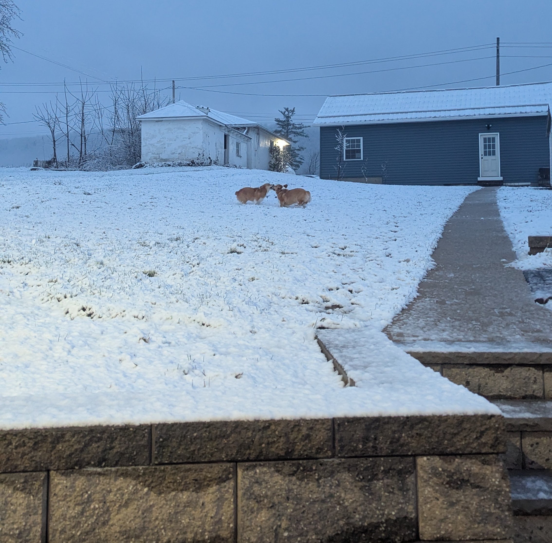 Corgis love the snow. 