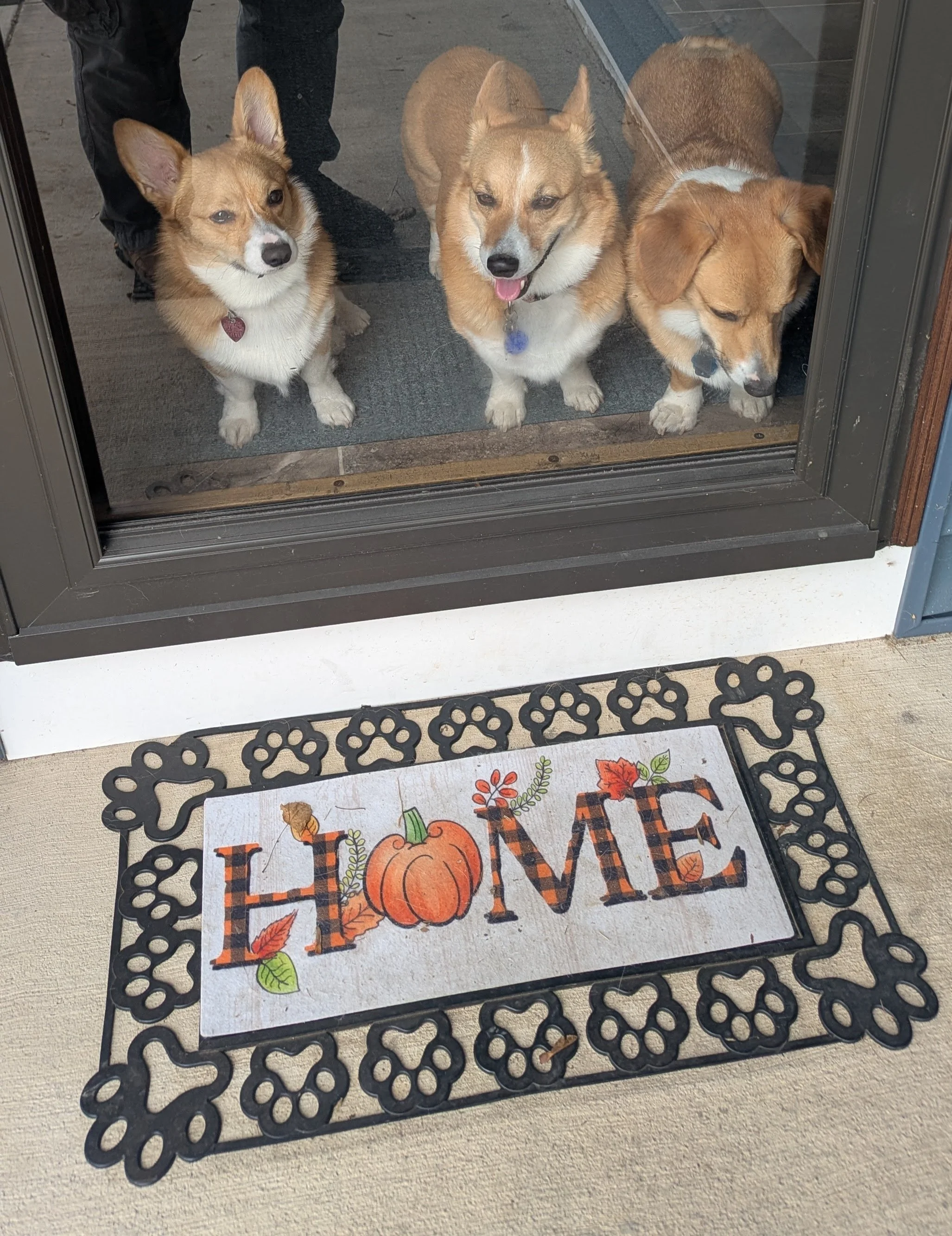 A house isn't a home without Corgis. 