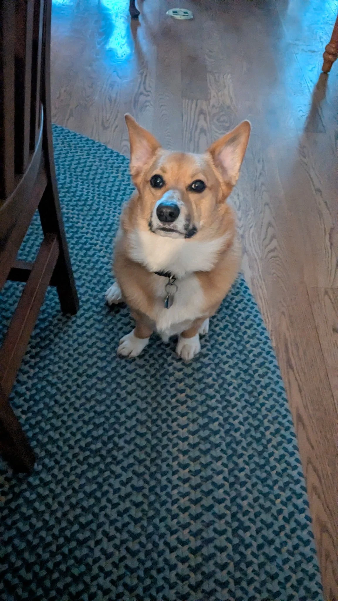 Sammy's ears were up for about 30 seconds today...progress, though we always love him as he is!