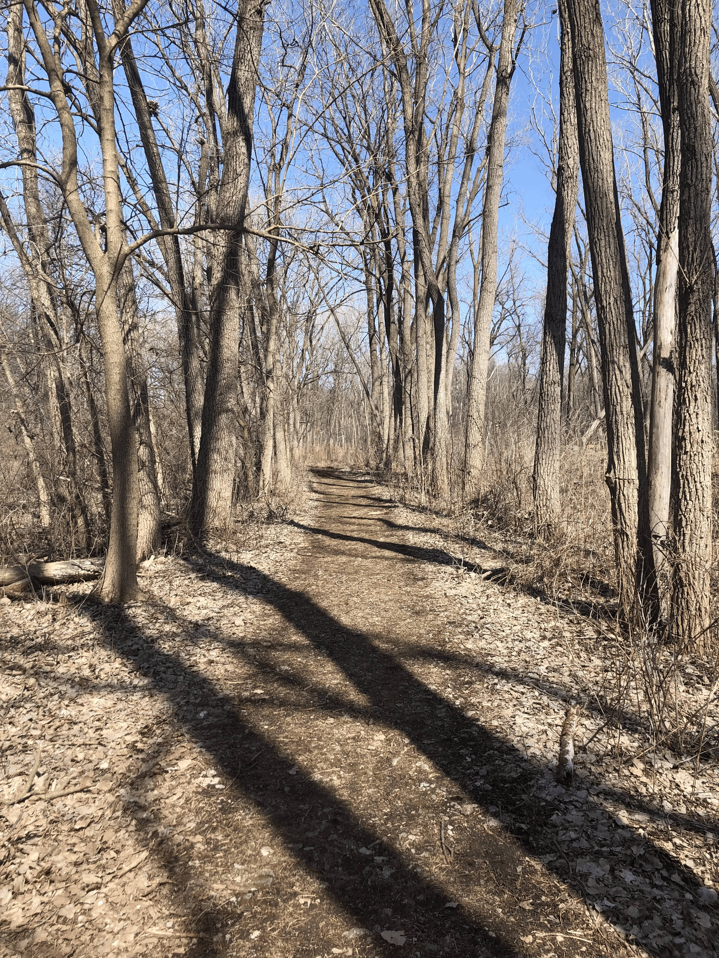 A trail leads down a line of oak trees in the fall with late evening sunlight casting shadows on the ground.