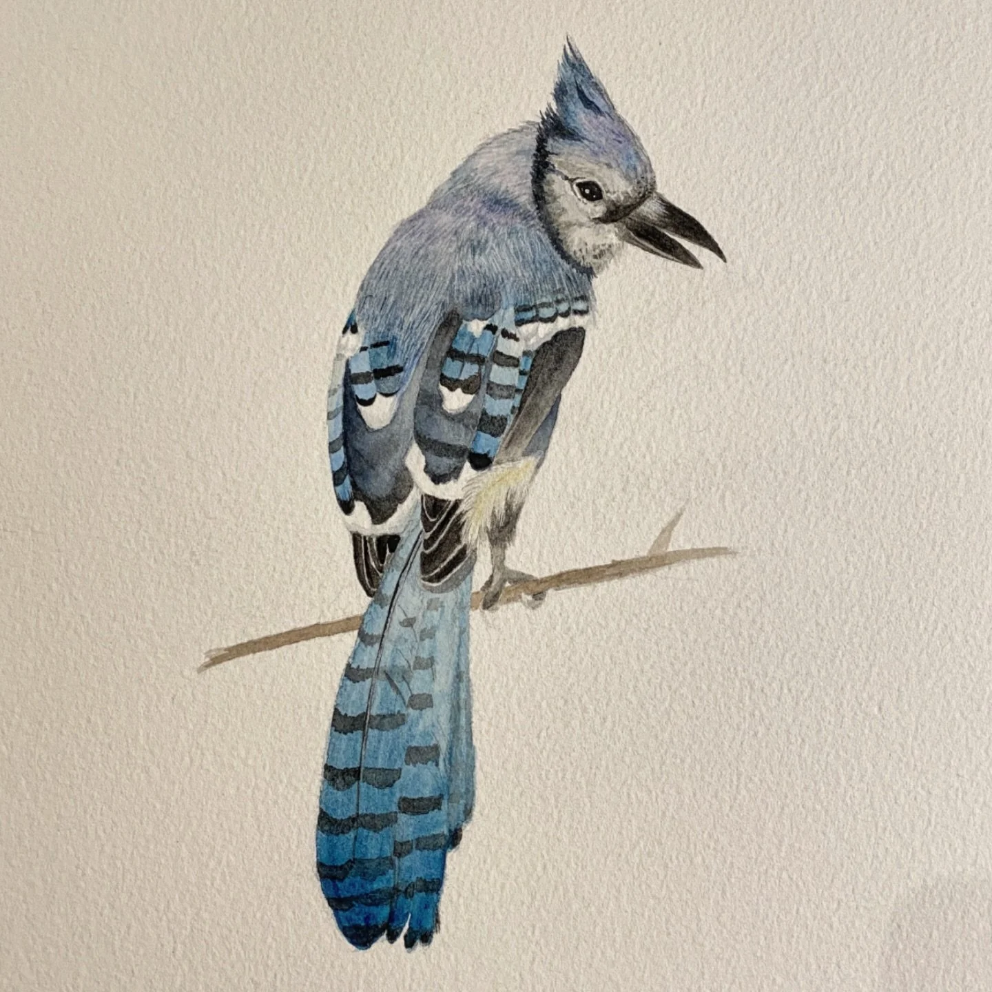 Blue Jay, slightly before I finished him. 2022. 🩵