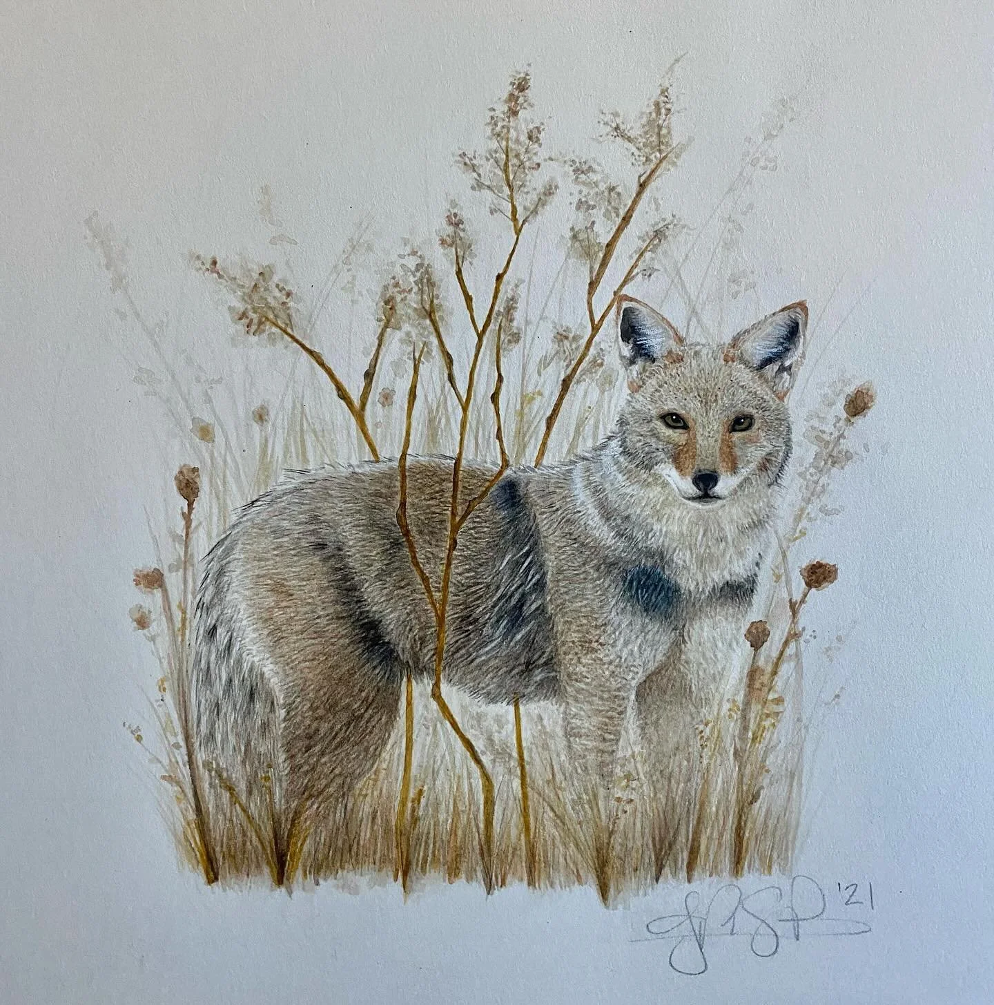 One of my favorites to get this account started. This is the first time I painted fur in 2021 and I had no idea what I was doing at the time, which resulted in a lot of learning. I still think back to this painting when remembering how to create base