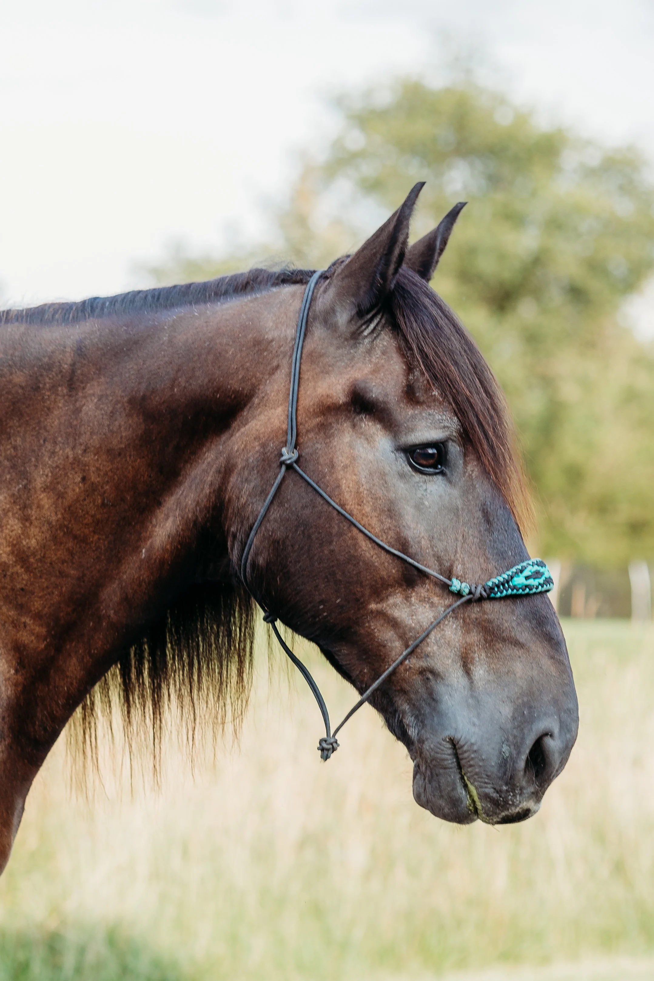 Baloo - Equine-Assisted Coaching Horse