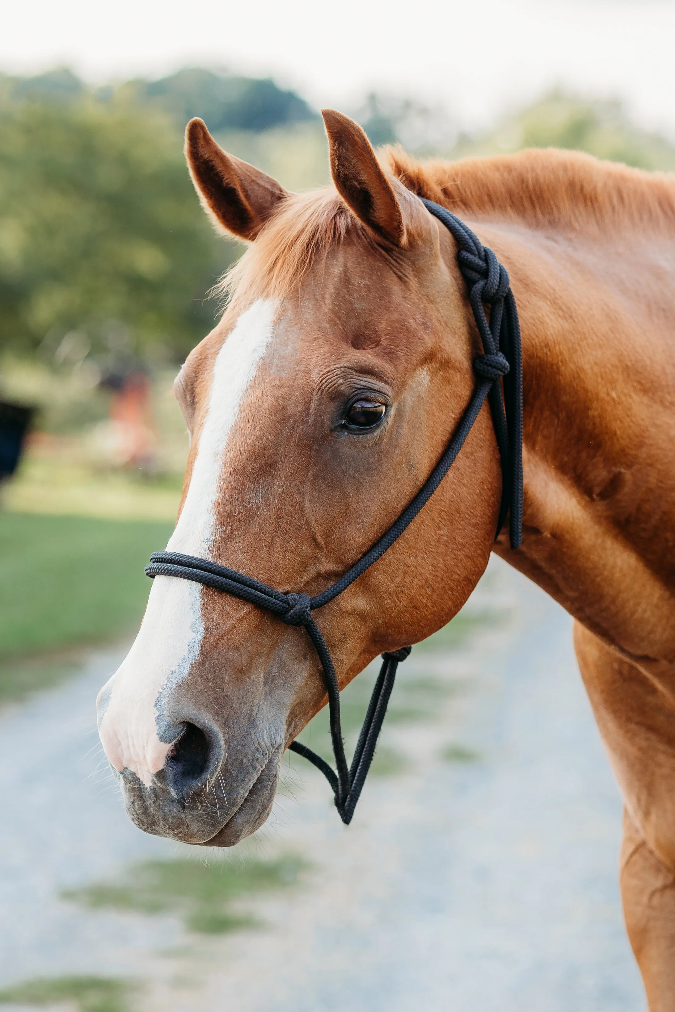 Copper, a chestnut Equine-Assisted Coaching horse