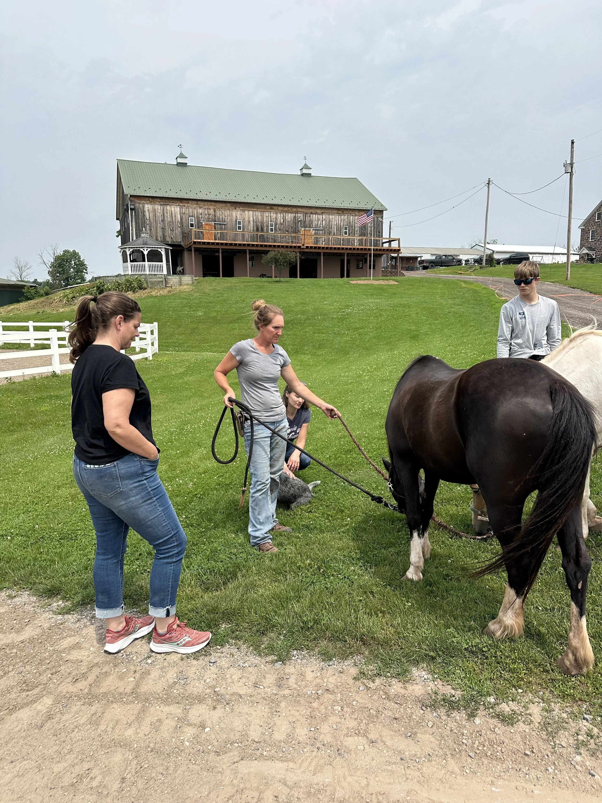 People standing outside on a grassy area near horses, with a large wooden barn in the background.