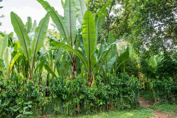 What if we could scale enset — the Horn of Africa’s supercrop?